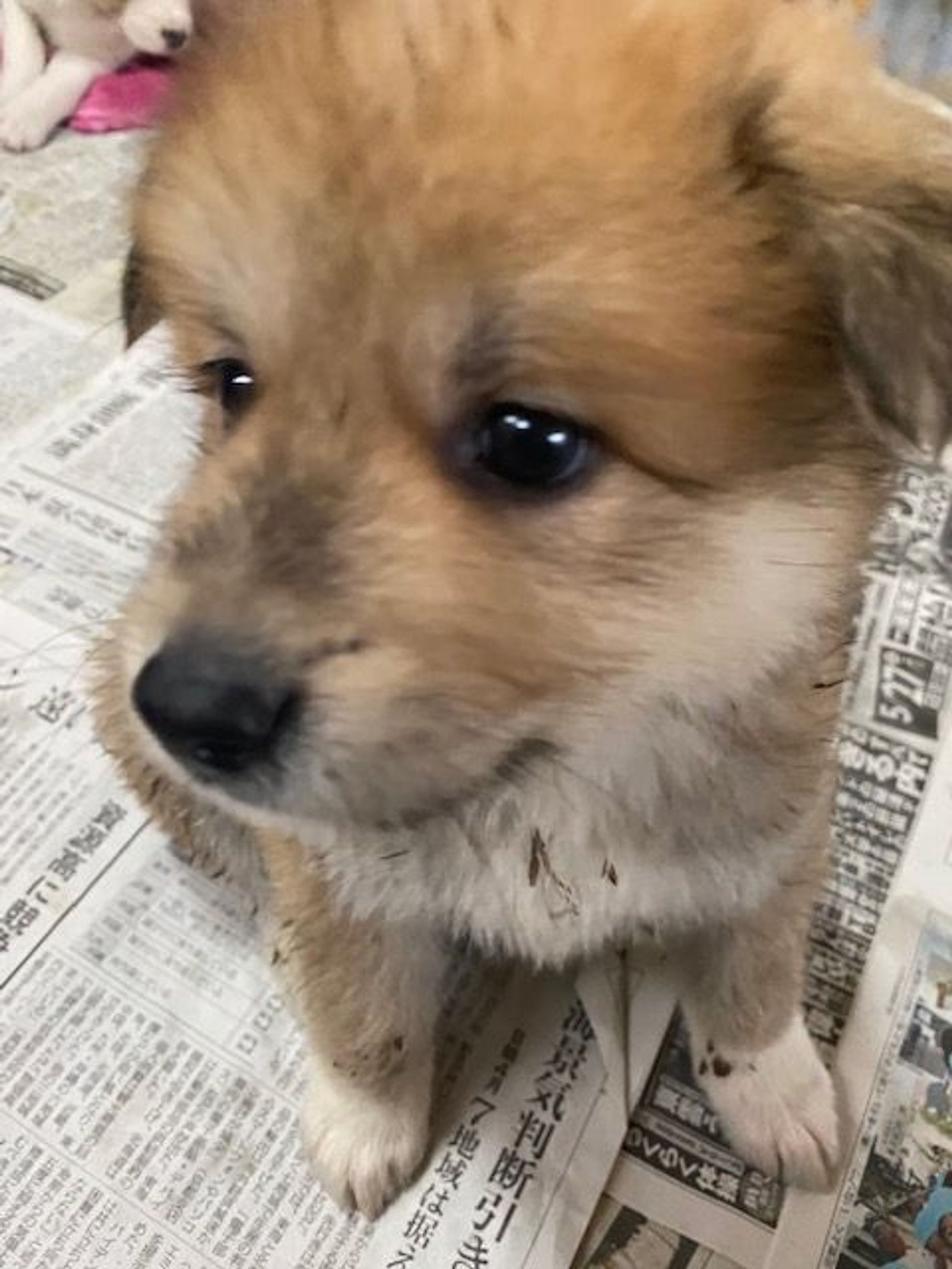 雑種（ミックス犬）・メスの里親募集の写真