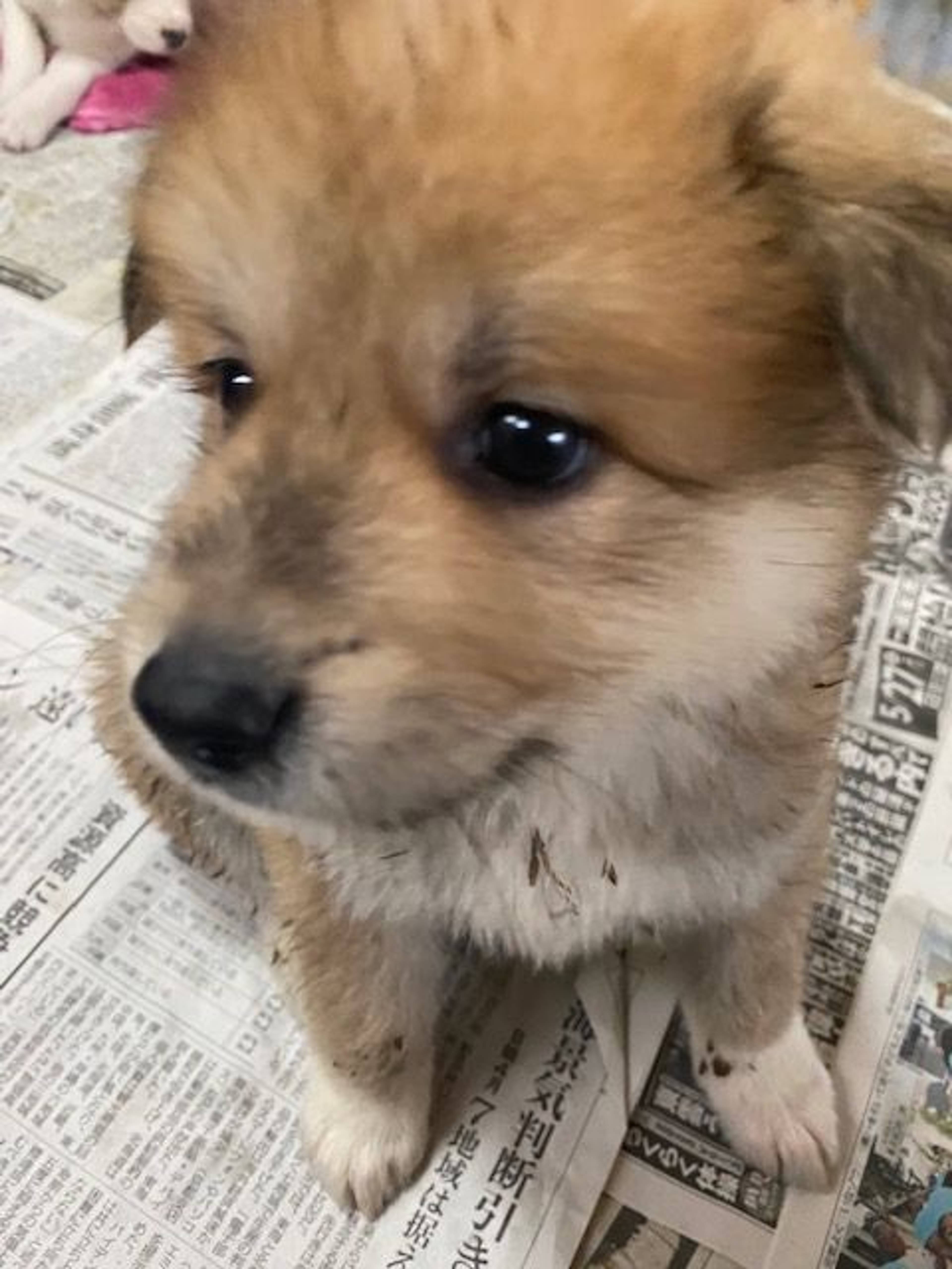 雑種（ミックス犬）・メスの里親募集の写真