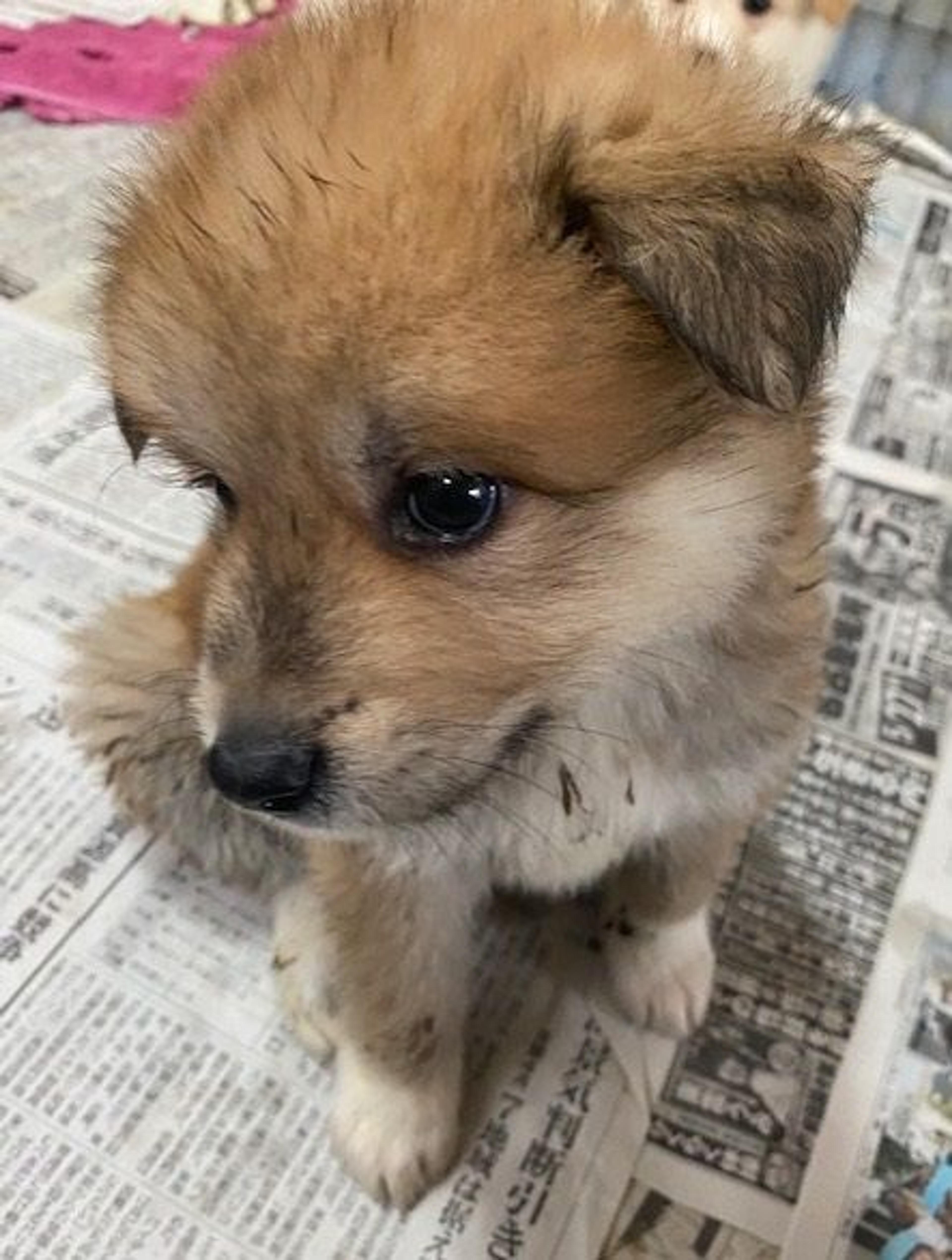 pet-image-2