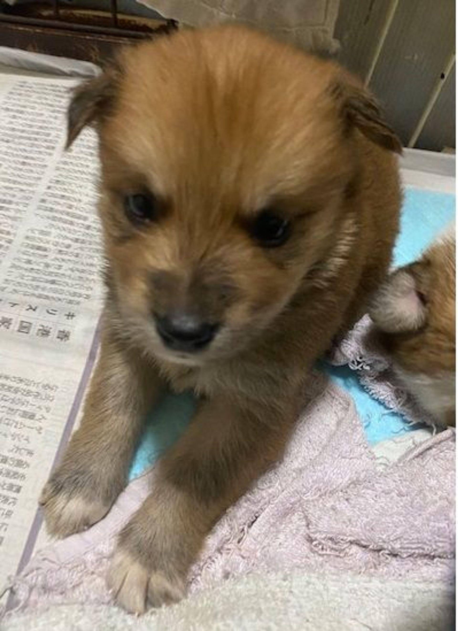 雑種（ミックス犬）・オスの里親募集の写真
