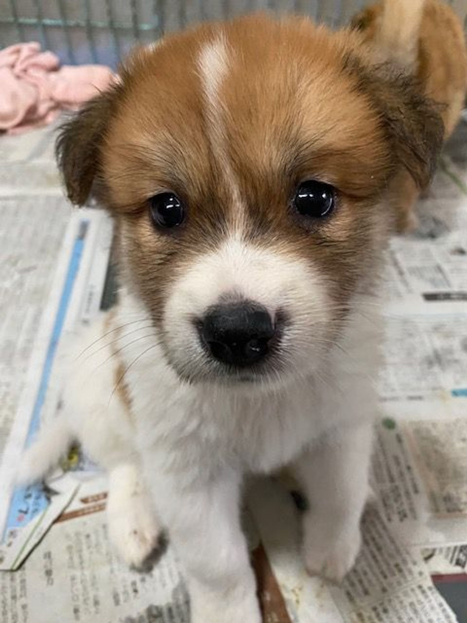 雑種（ミックス犬）・オスの里親募集の写真