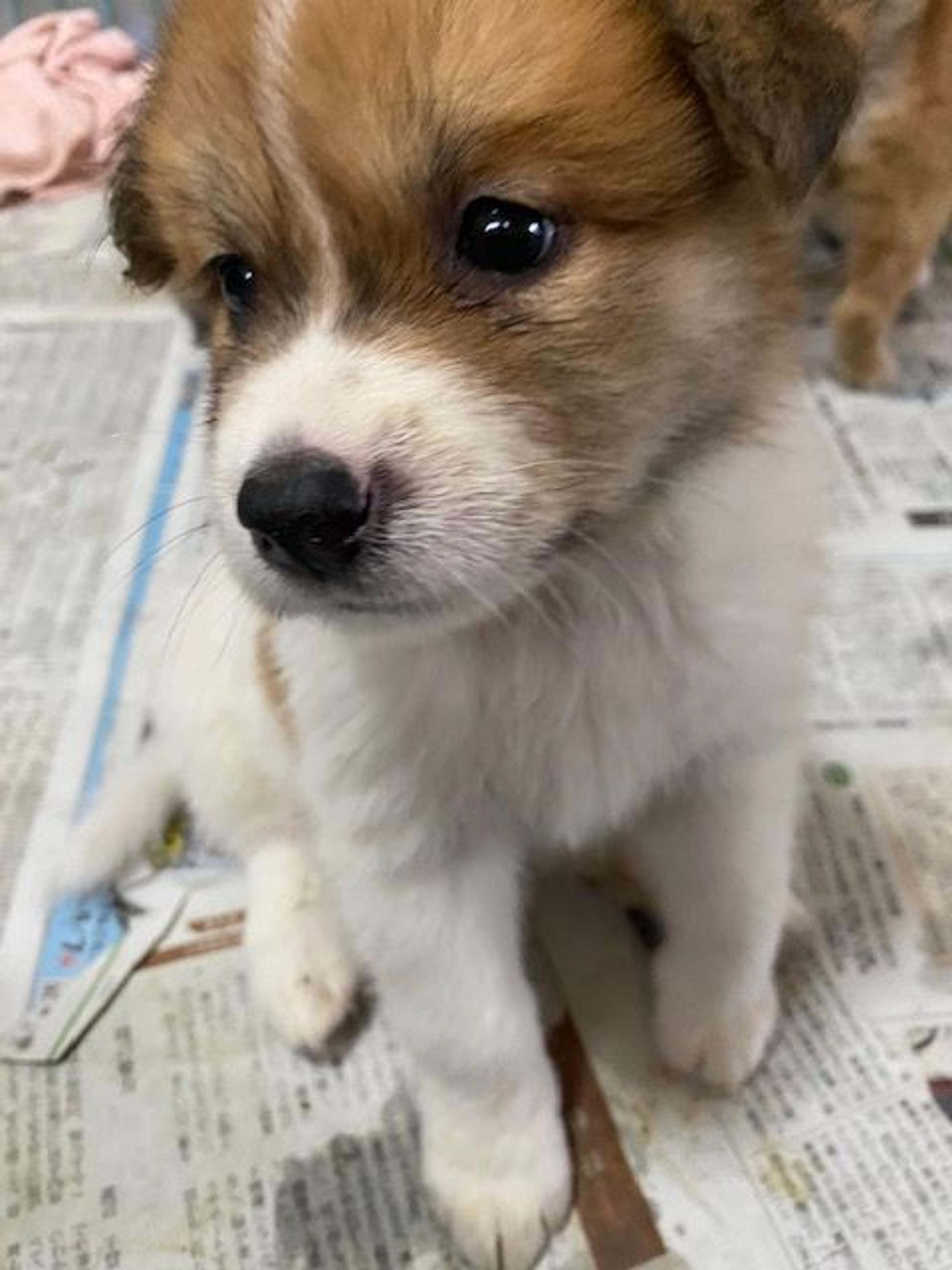 pet-image-2