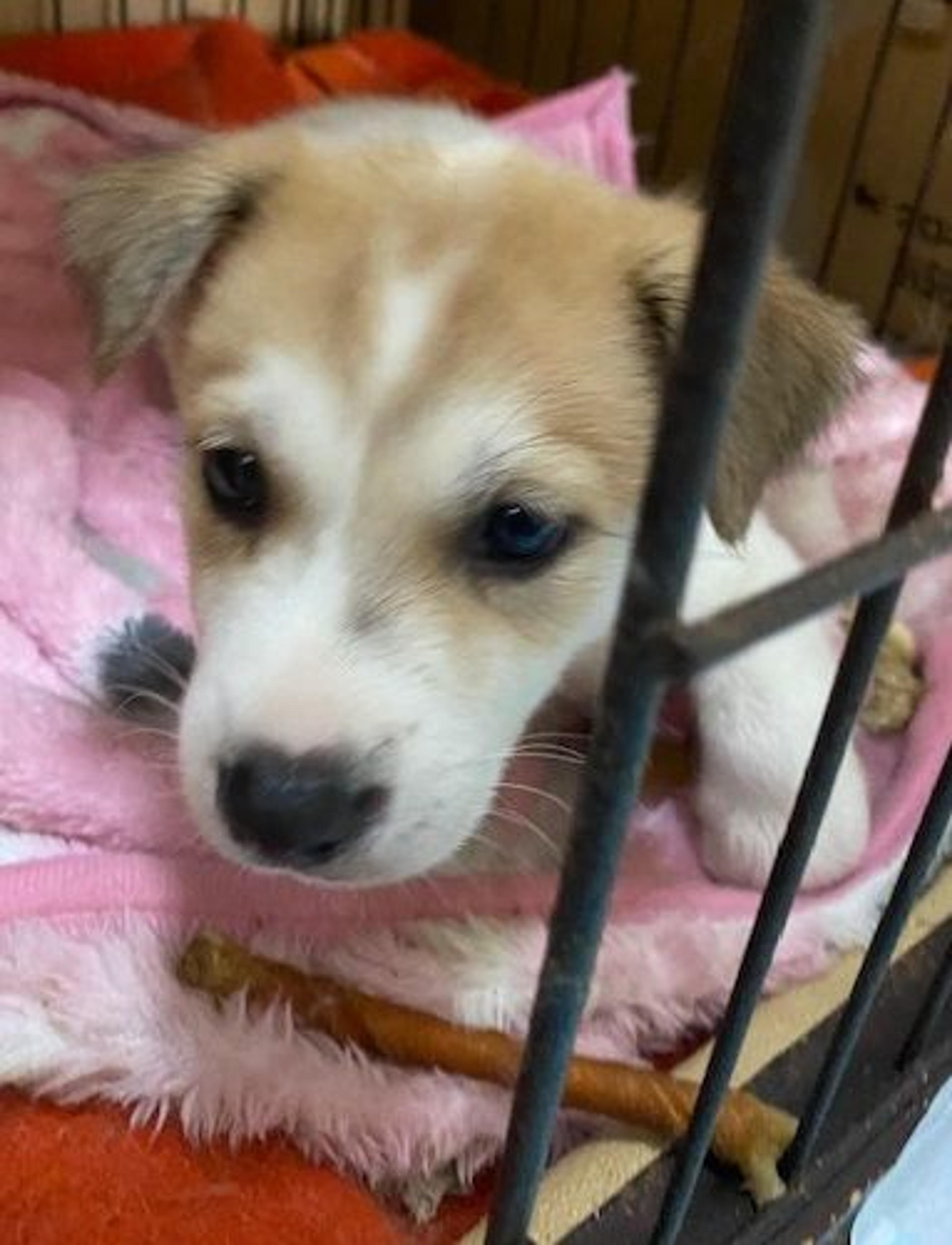 pet-image-2