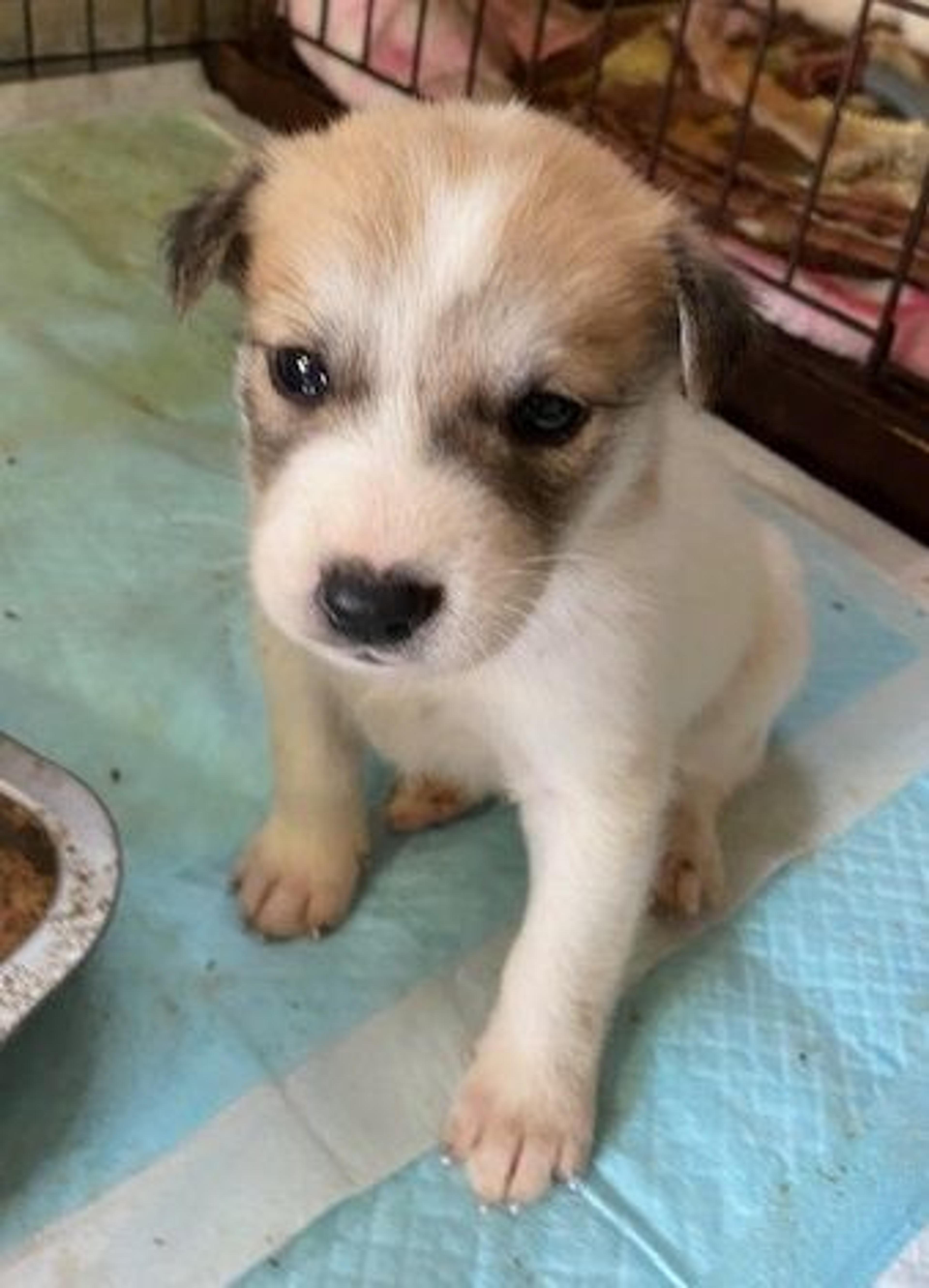 pet-image-3