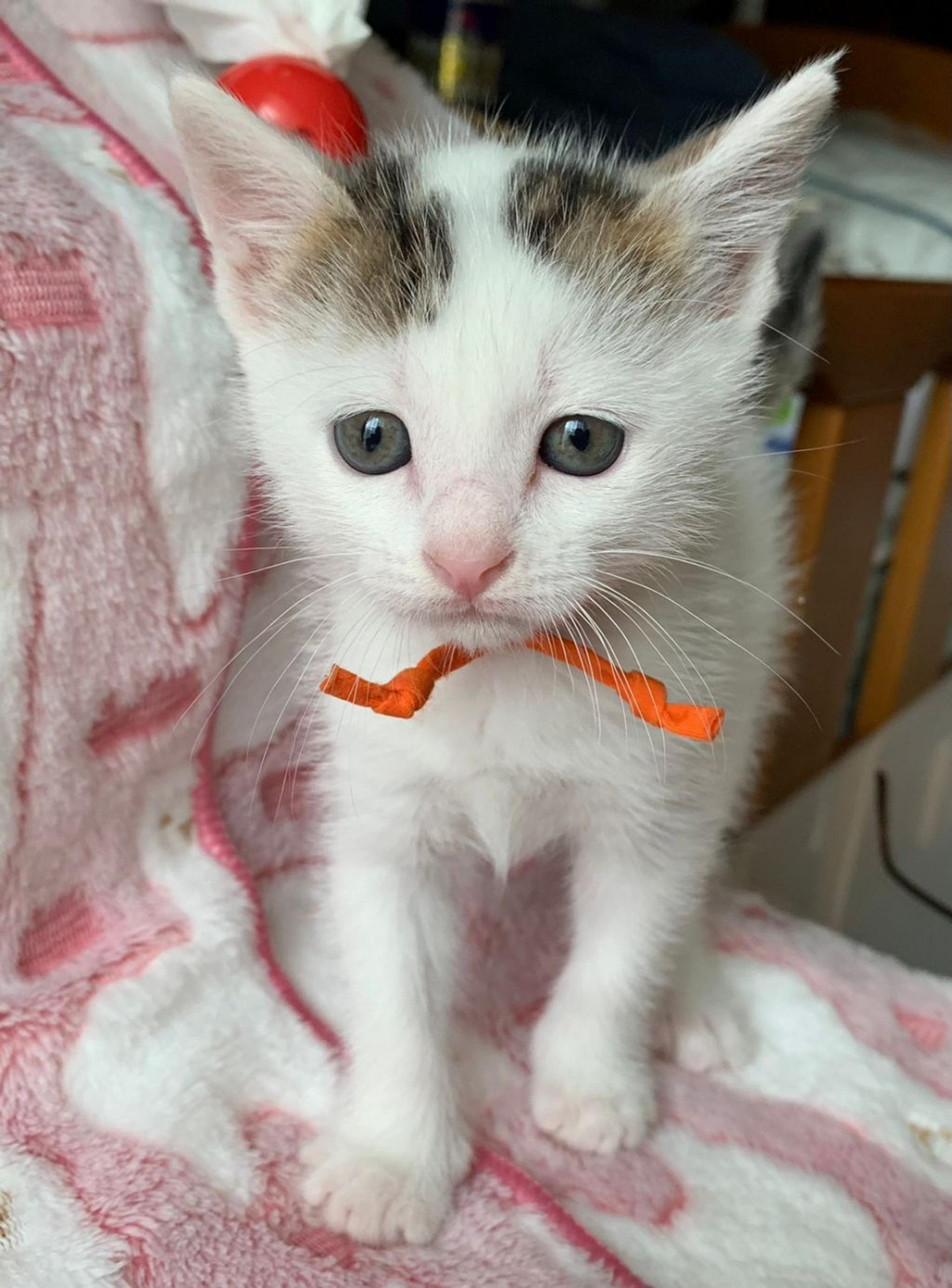 pet-image-3