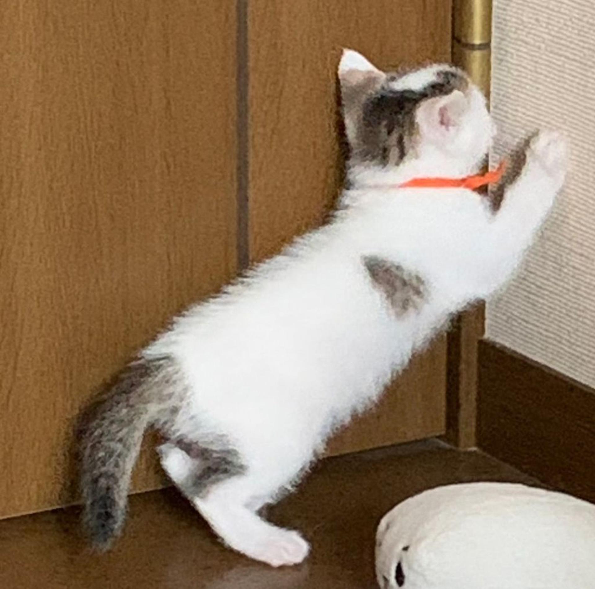 pet-image-4