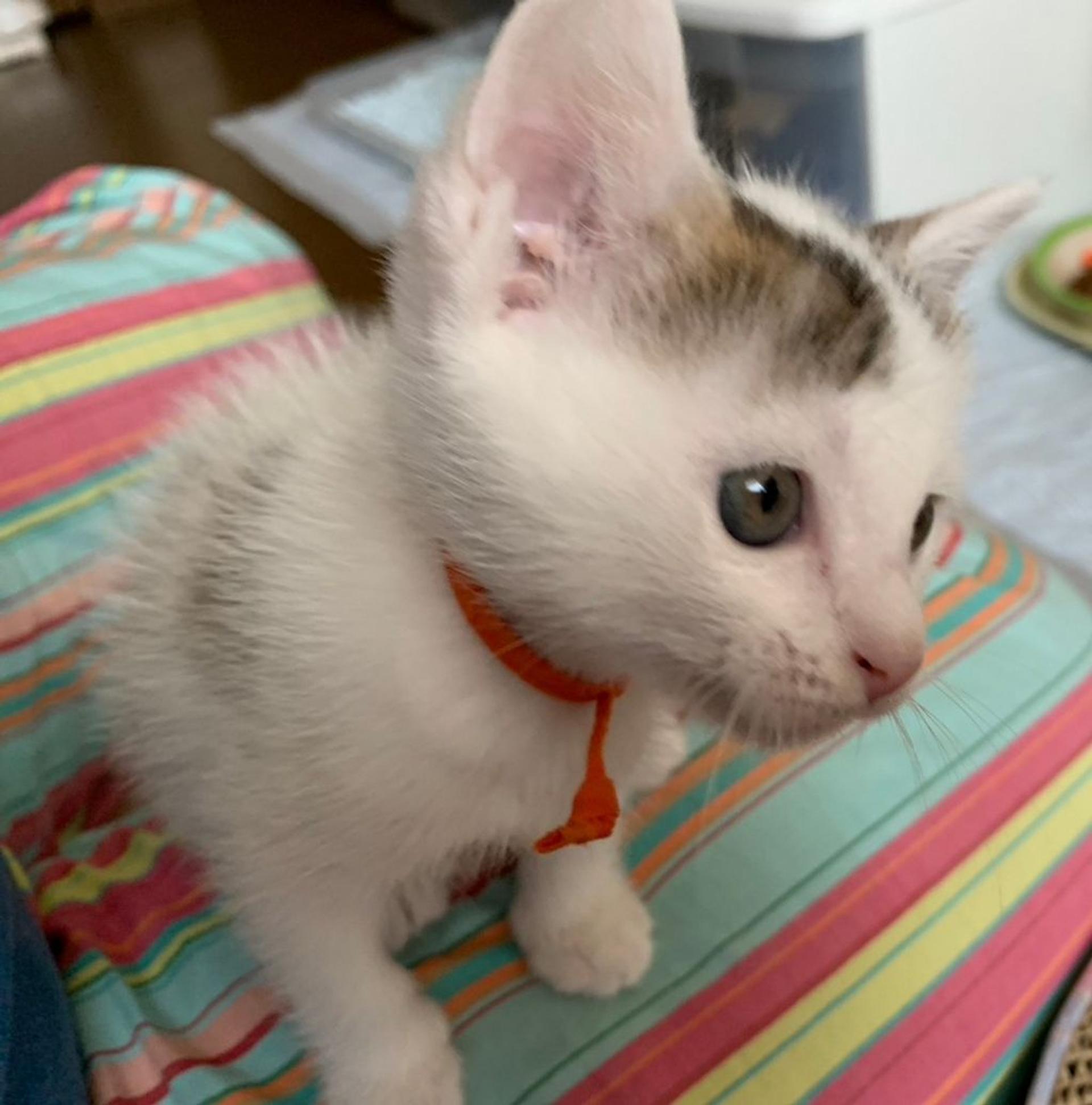 pet-image-5