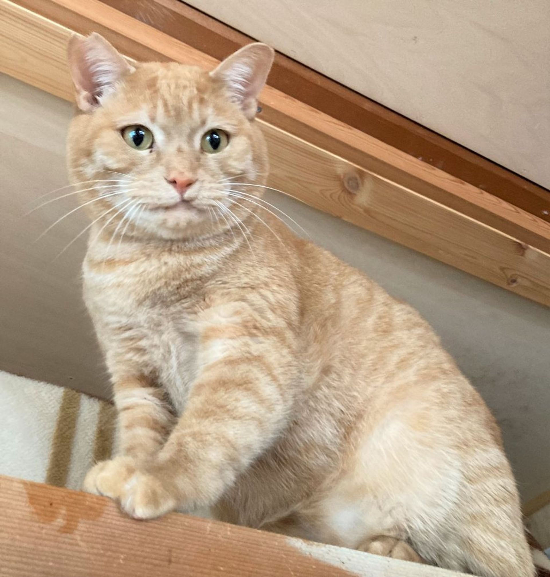 雑種（ミックス猫）・オスの里親募集の写真