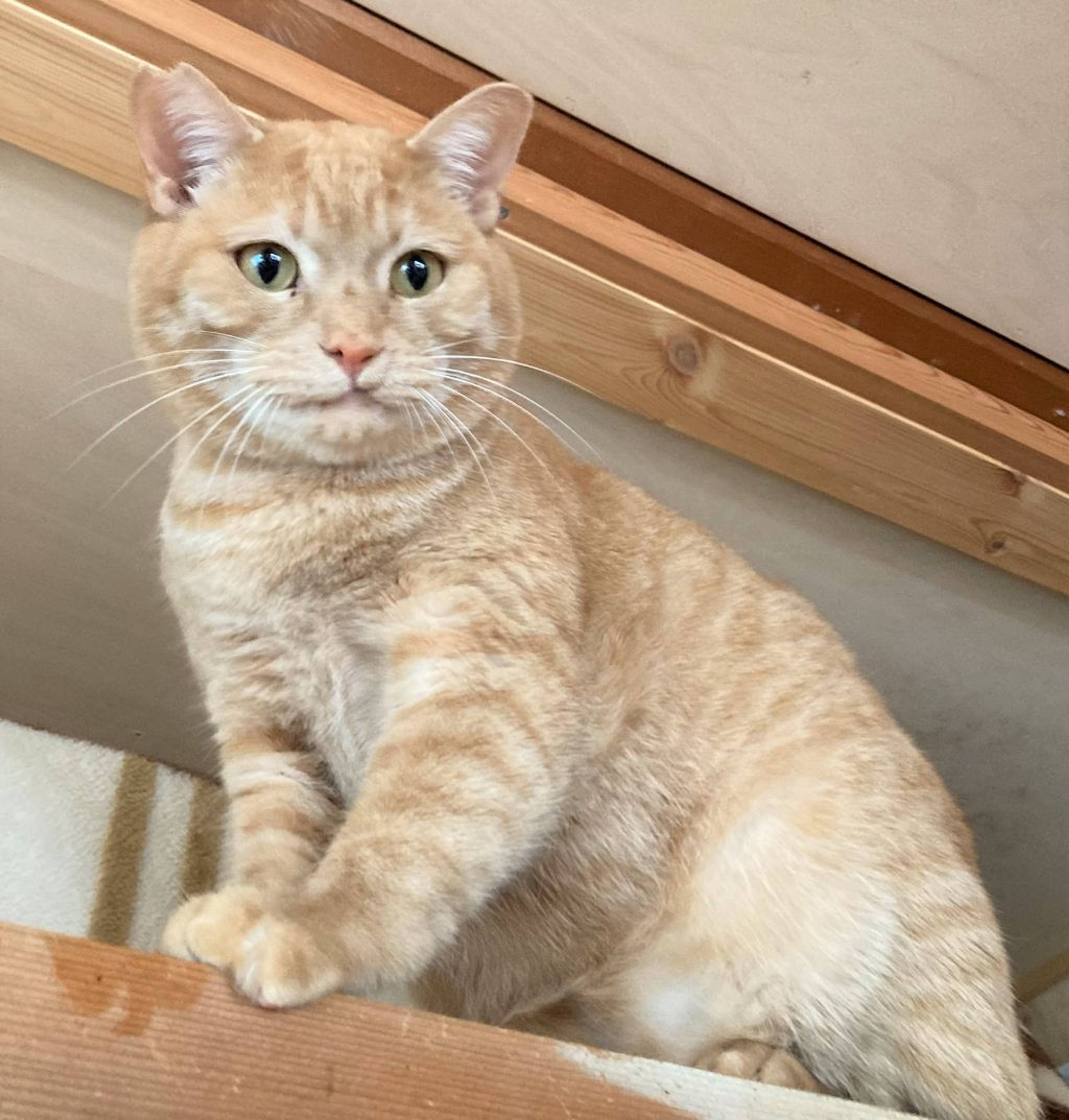 雑種（ミックス猫）・オスの里親募集の写真