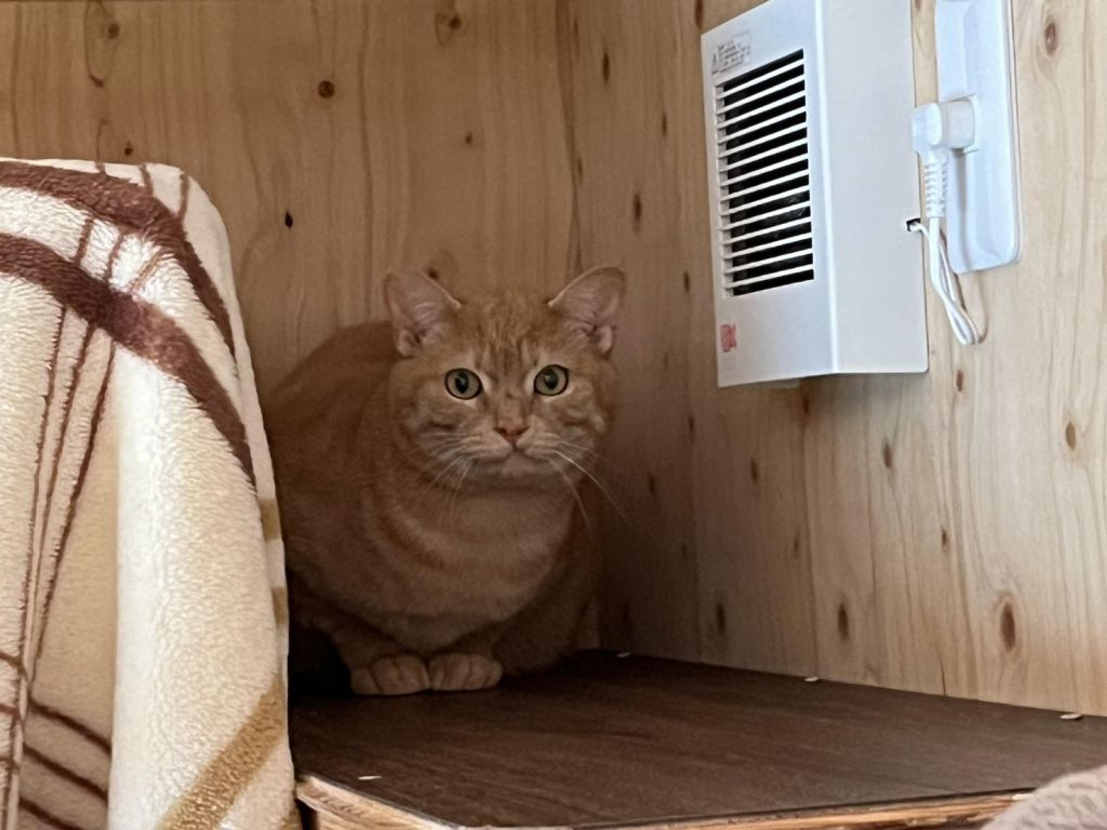 pet-image-5