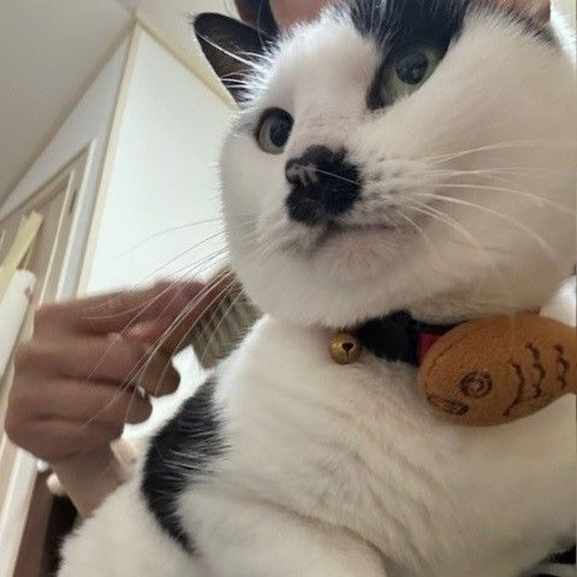 雑種（ミックス猫）・メスの里親募集の写真