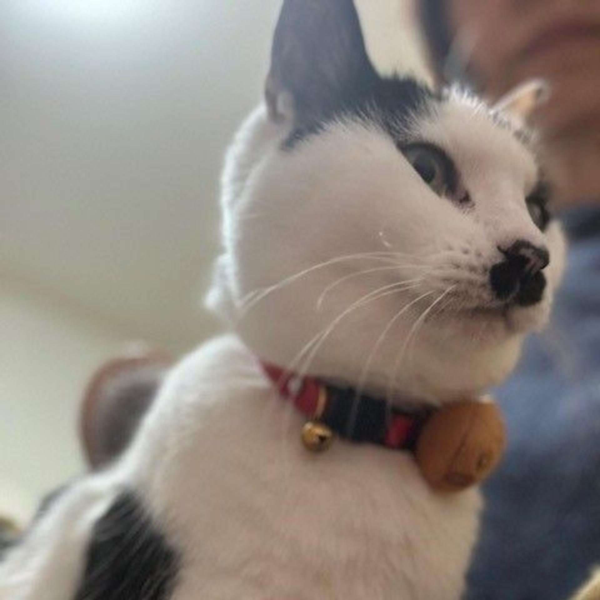 pet-image-3