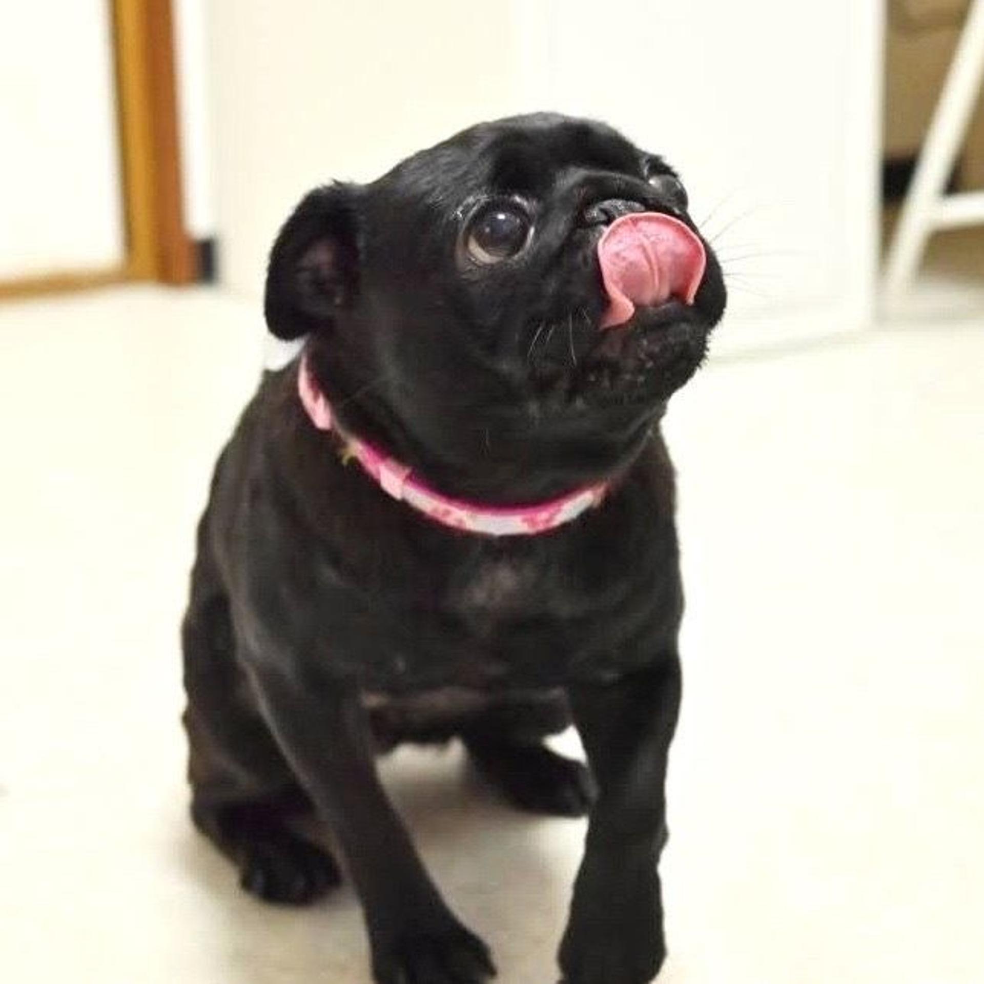 pet-image-3