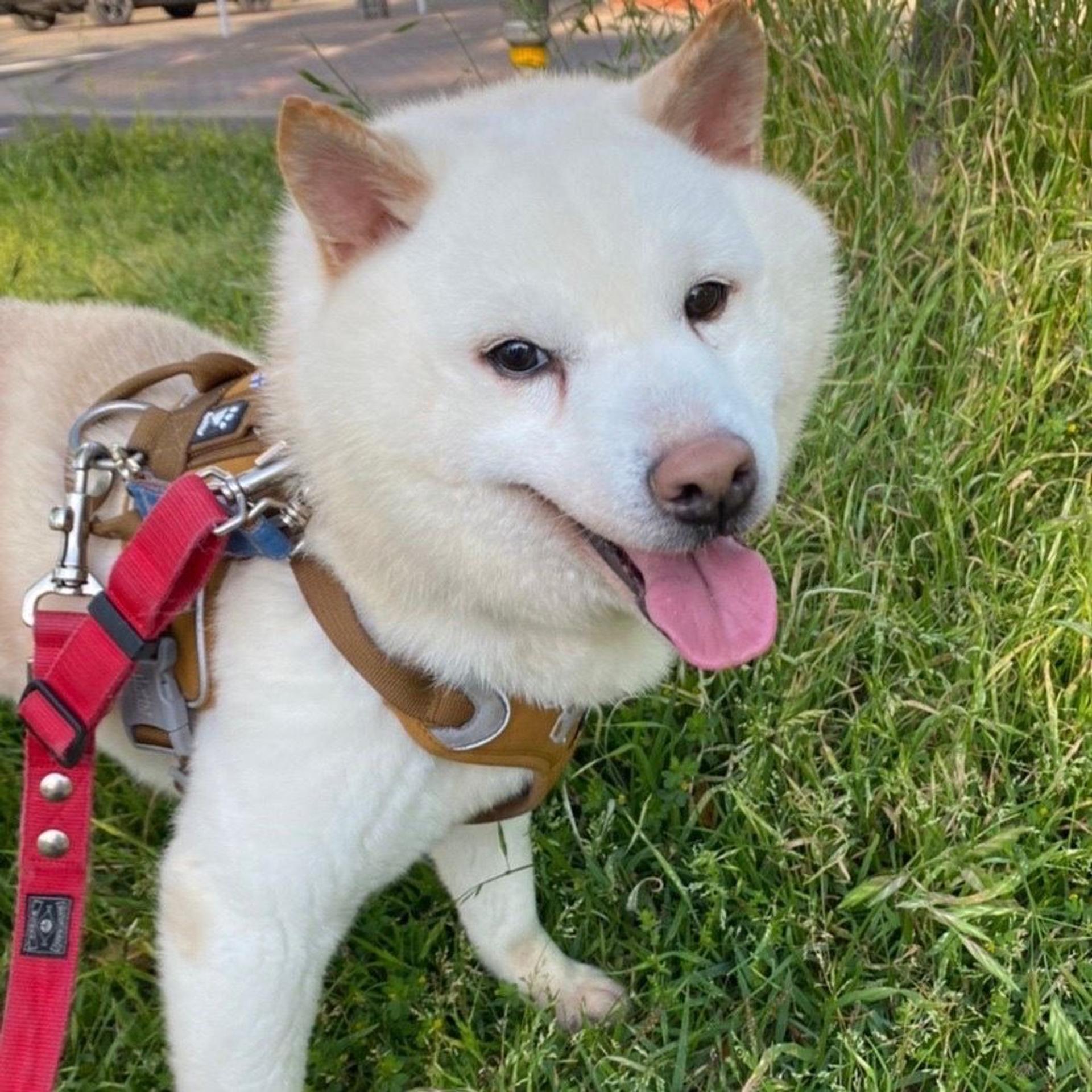 pet-image-3