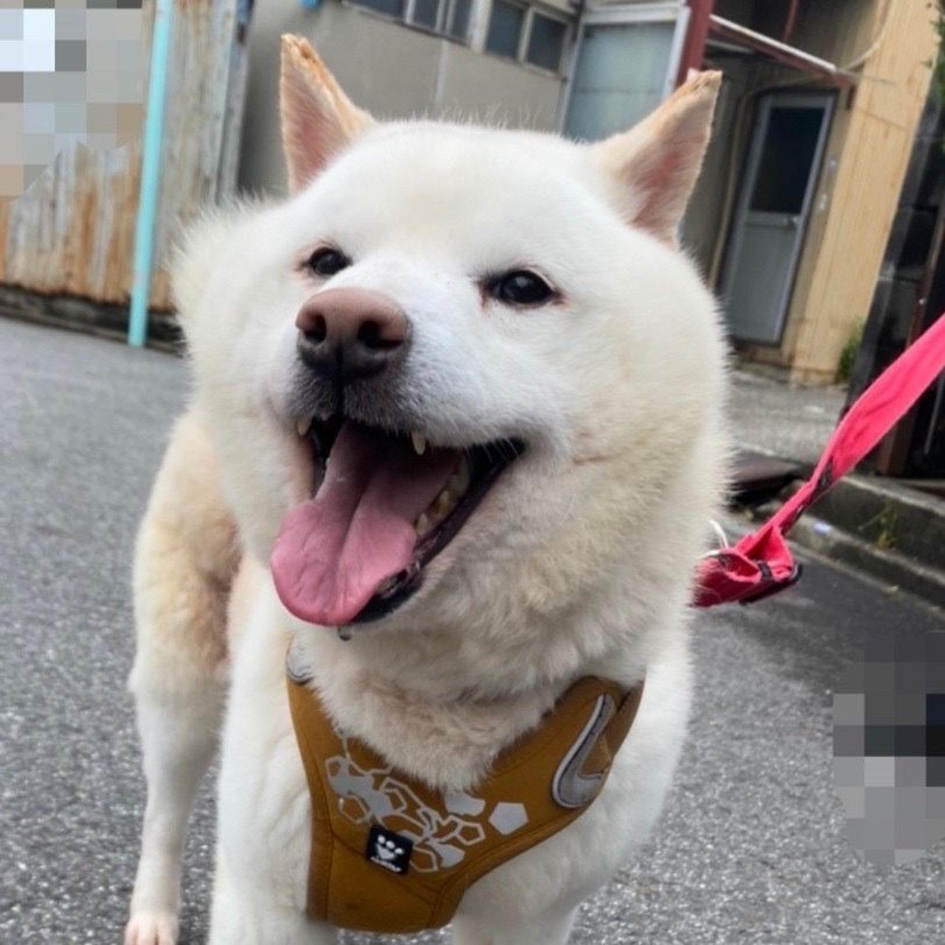 pet-image-4
