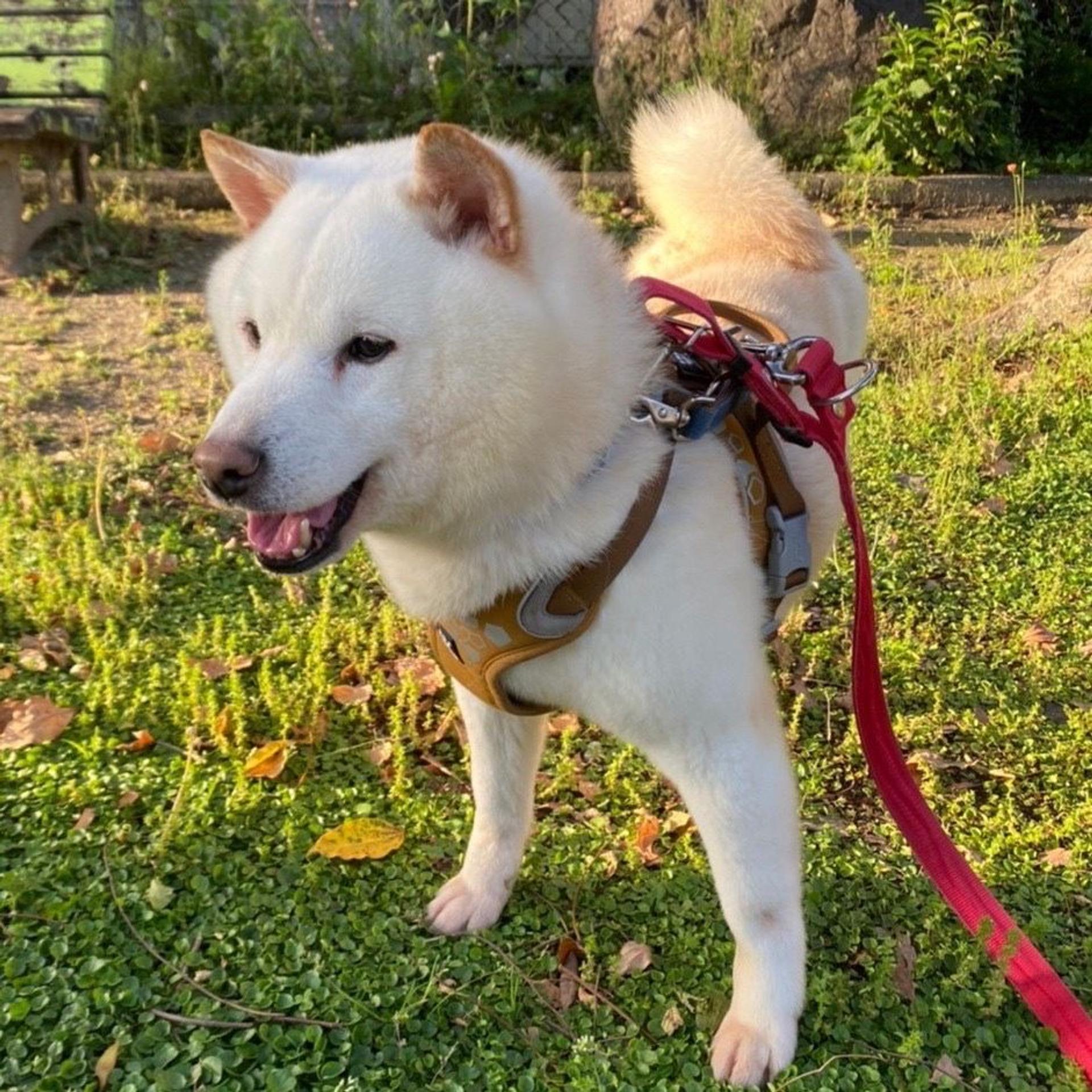pet-image-5