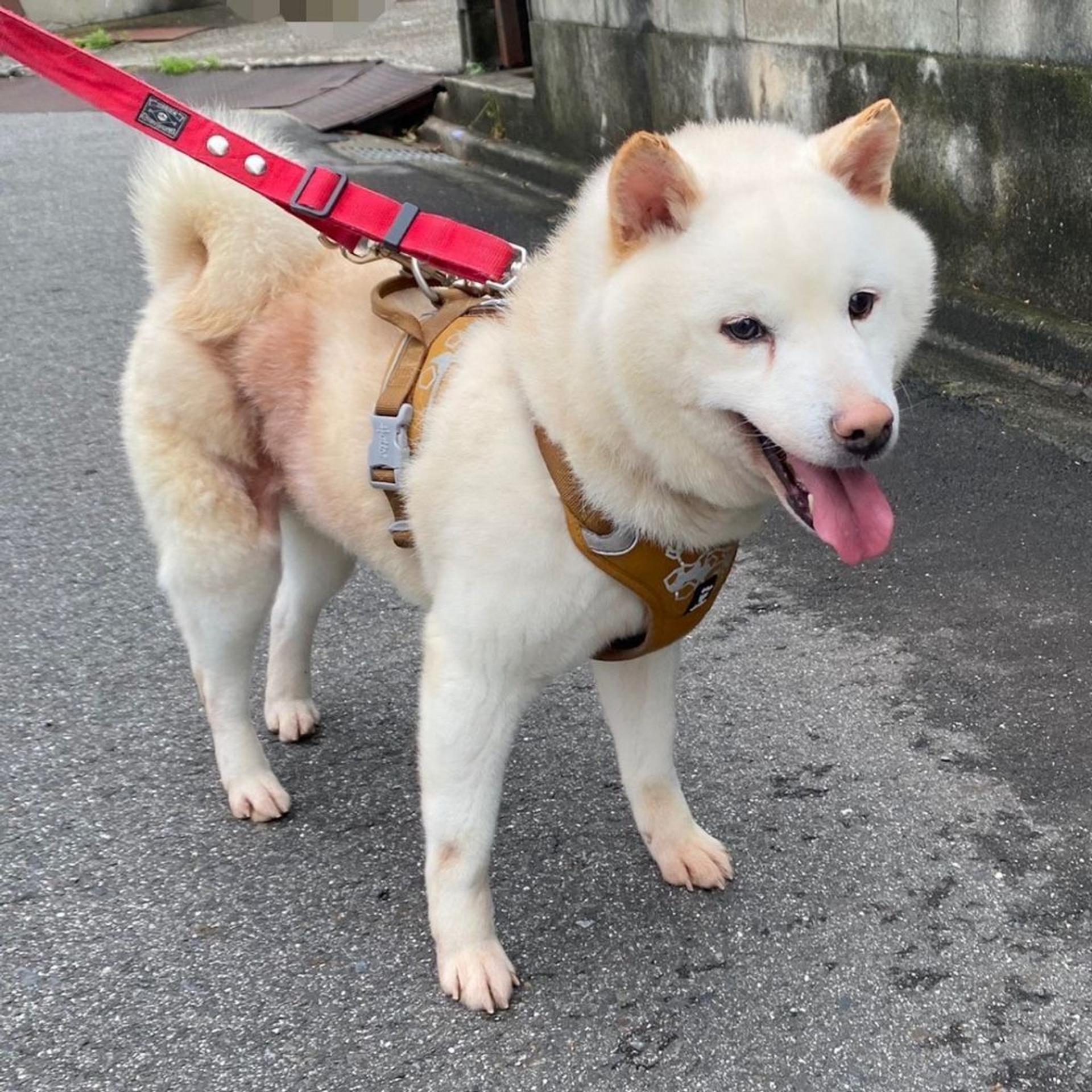 pet-image-6