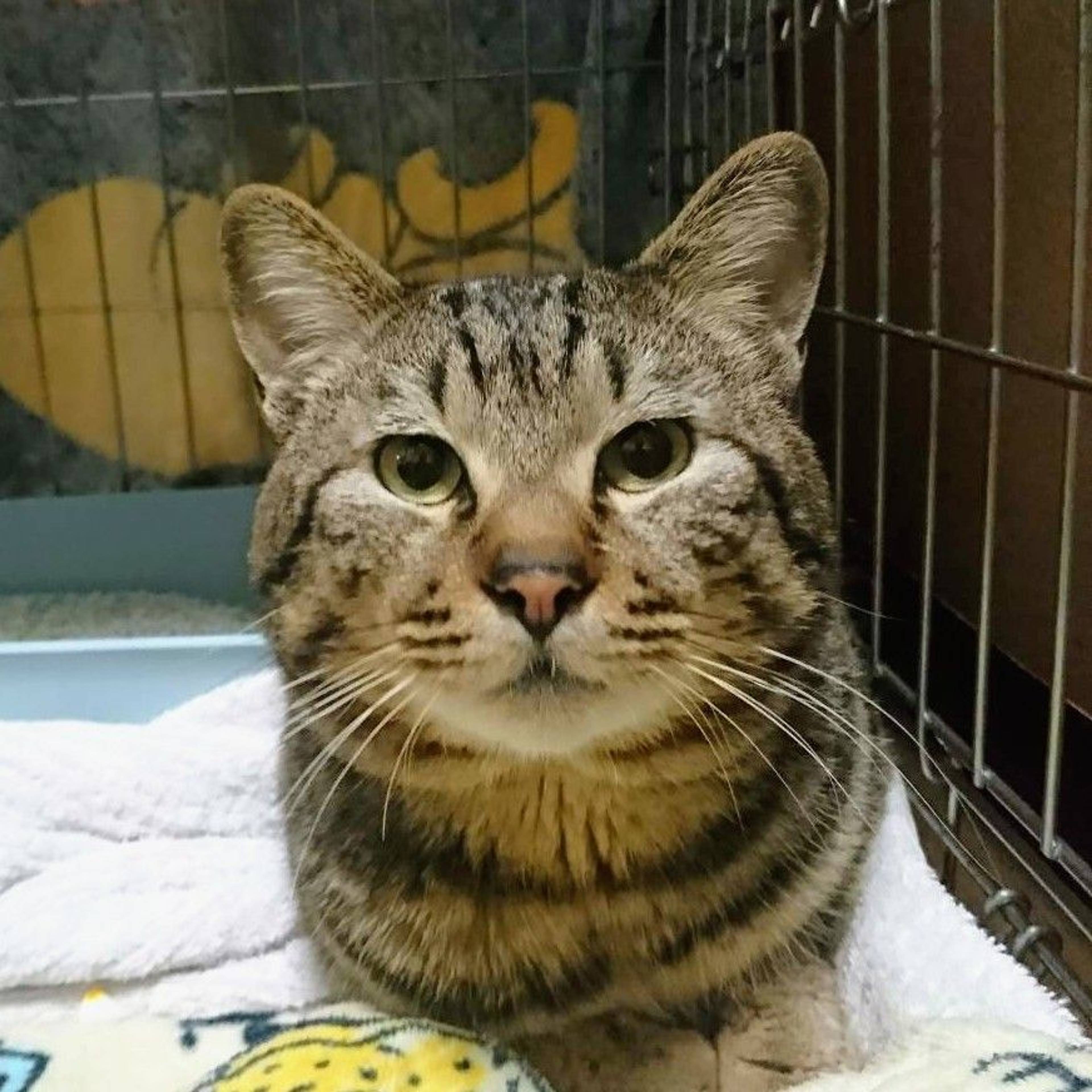 雑種（ミックス猫）・オスの里親募集の写真