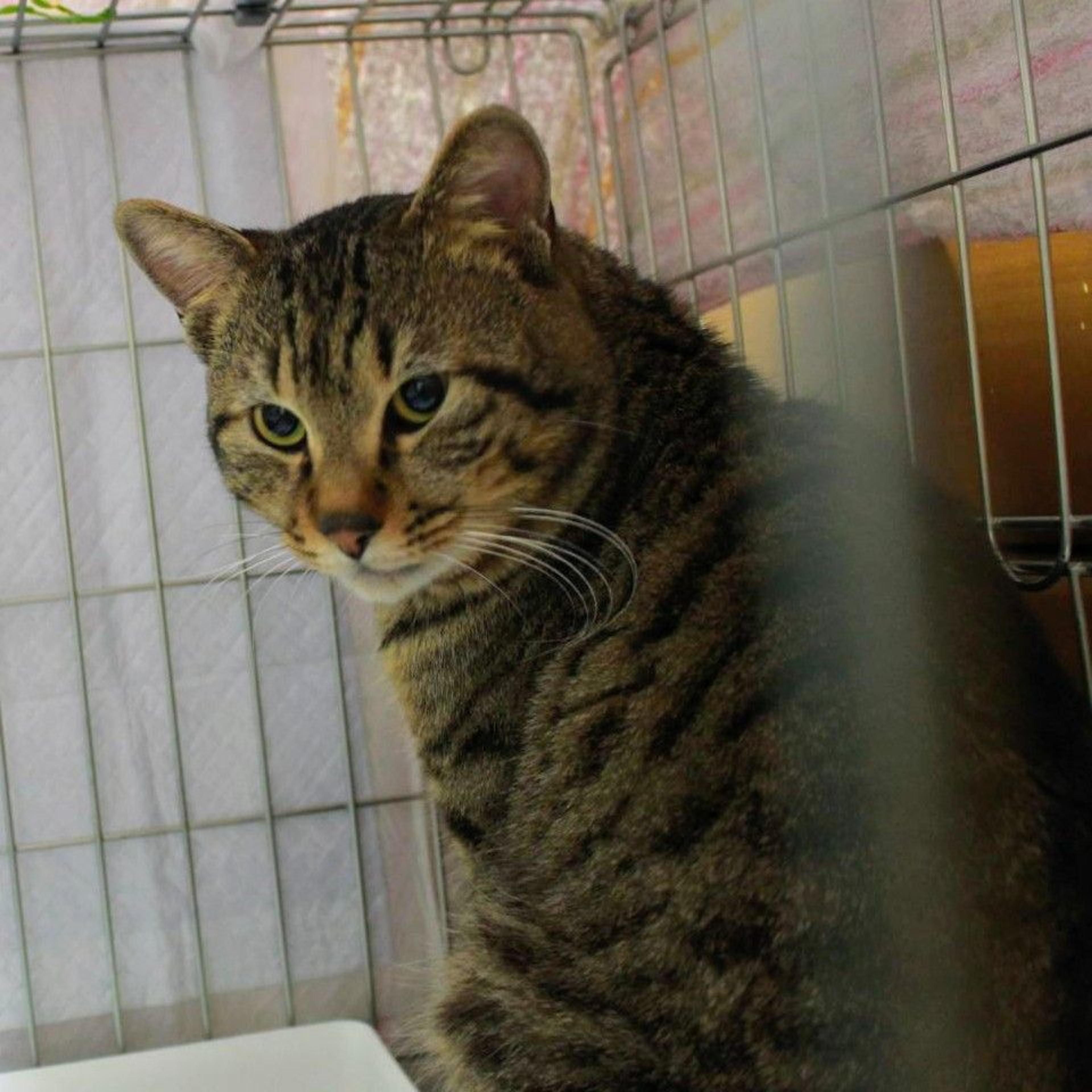 pet-image-2