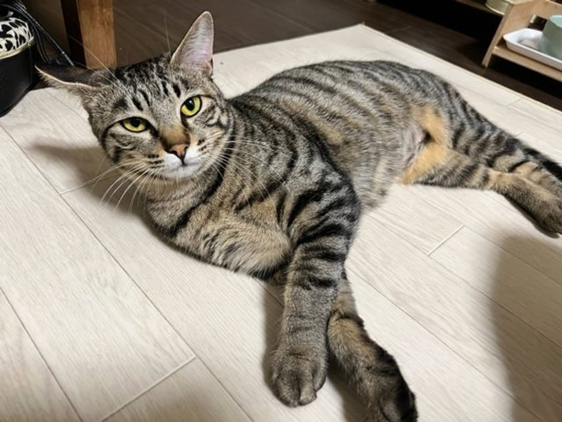 雑種（ミックス猫）・メスの里親募集の写真