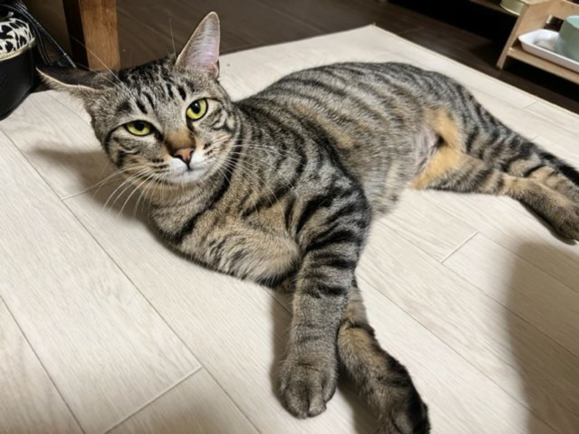 雑種（ミックス猫）・メスの里親募集の写真