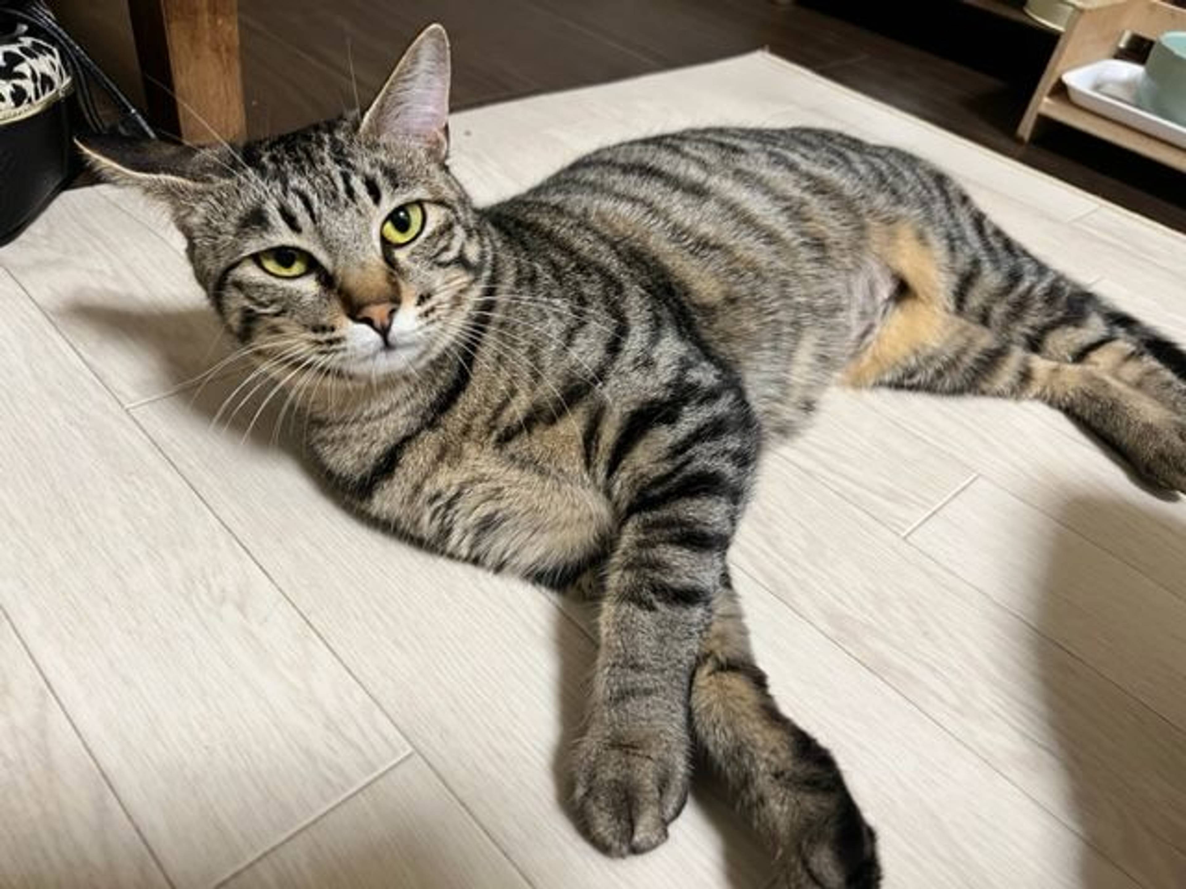 雑種（ミックス猫）・メスの里親募集の写真