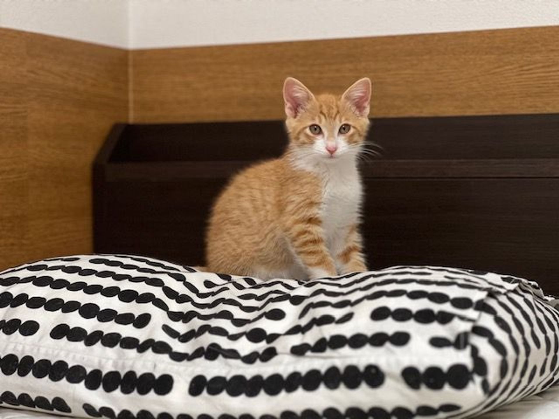 雑種（ミックス猫）・オスの里親募集の写真