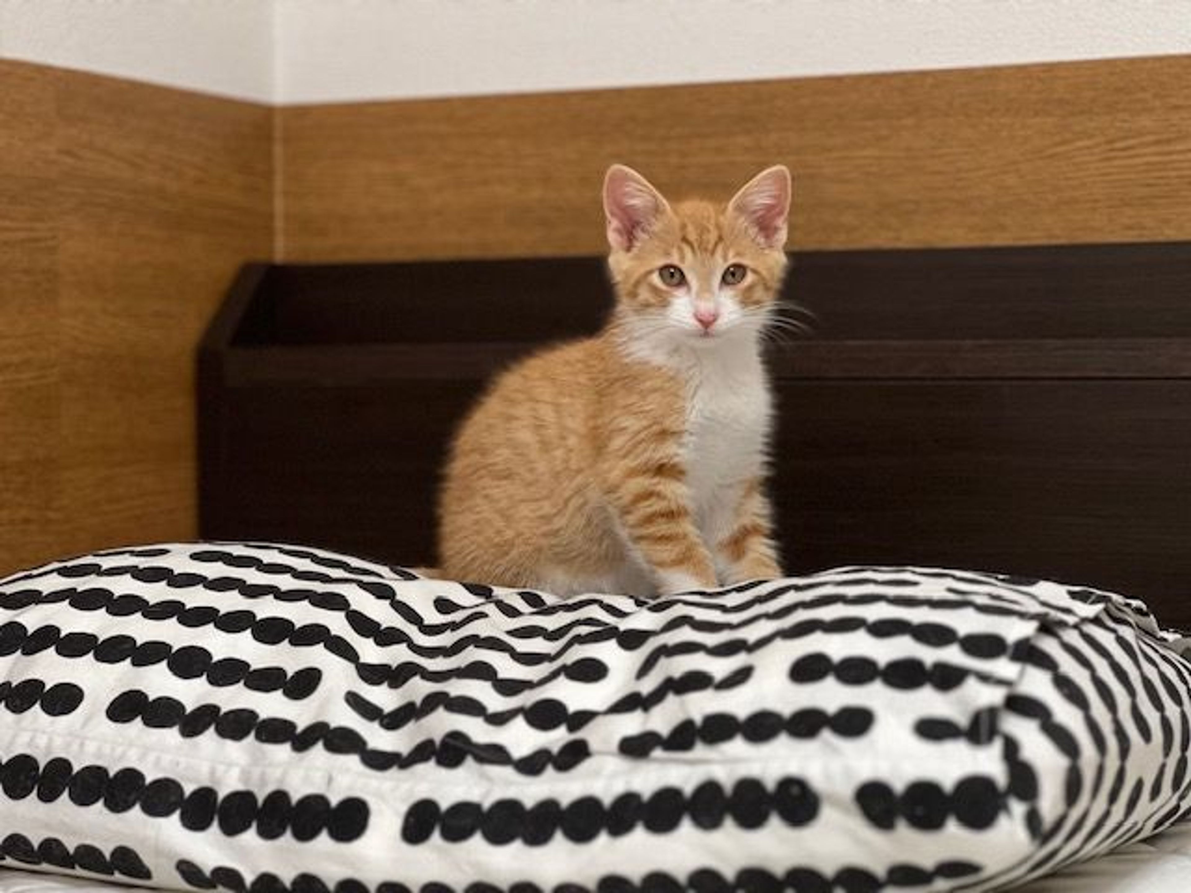 雑種（ミックス猫）・オスの里親募集の写真