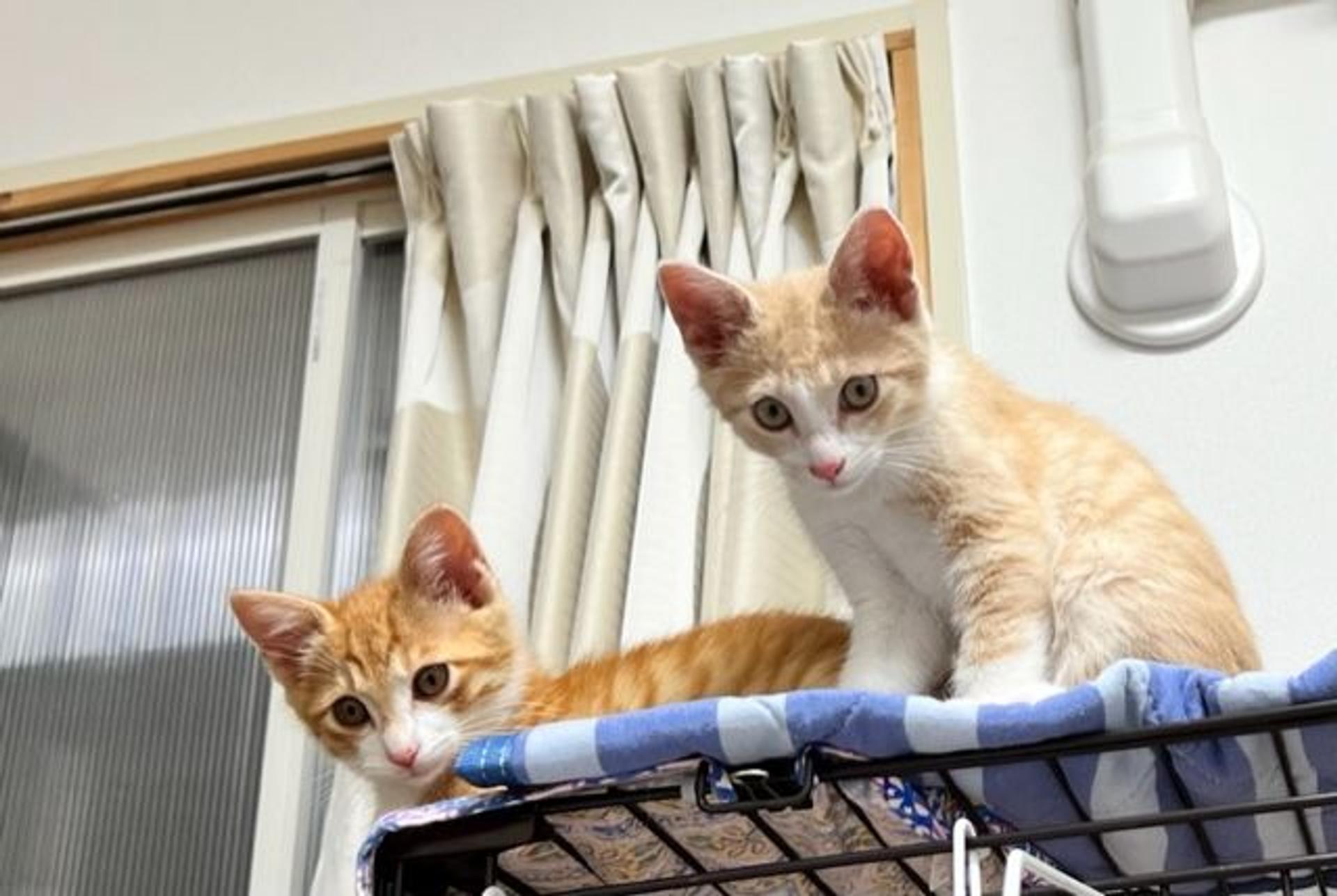 pet-image-4