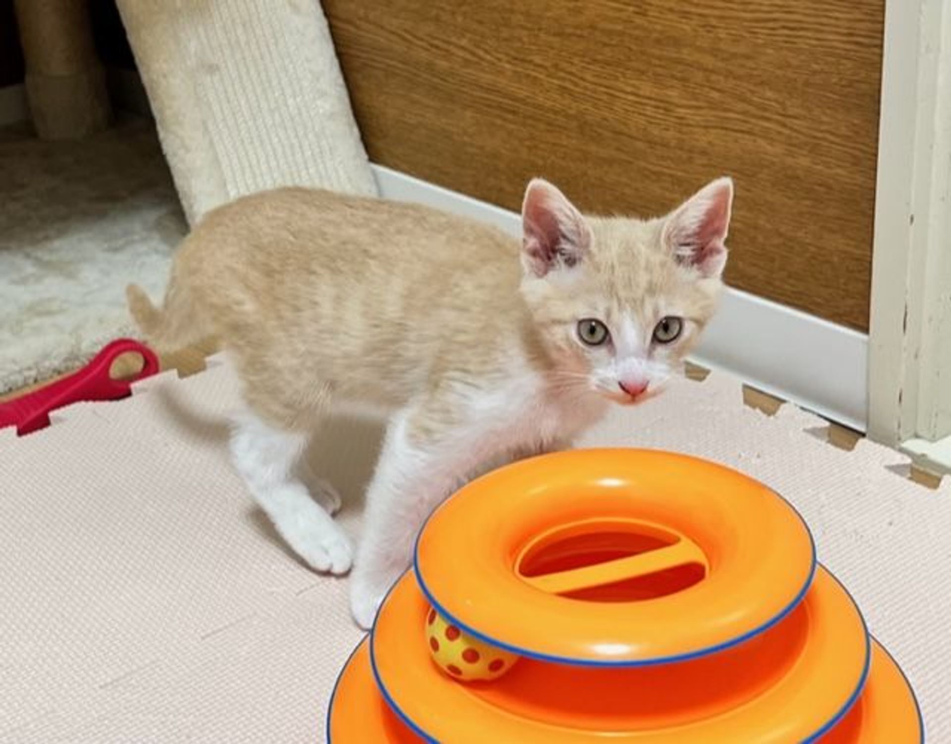 雑種（ミックス猫）・オスの里親募集の写真