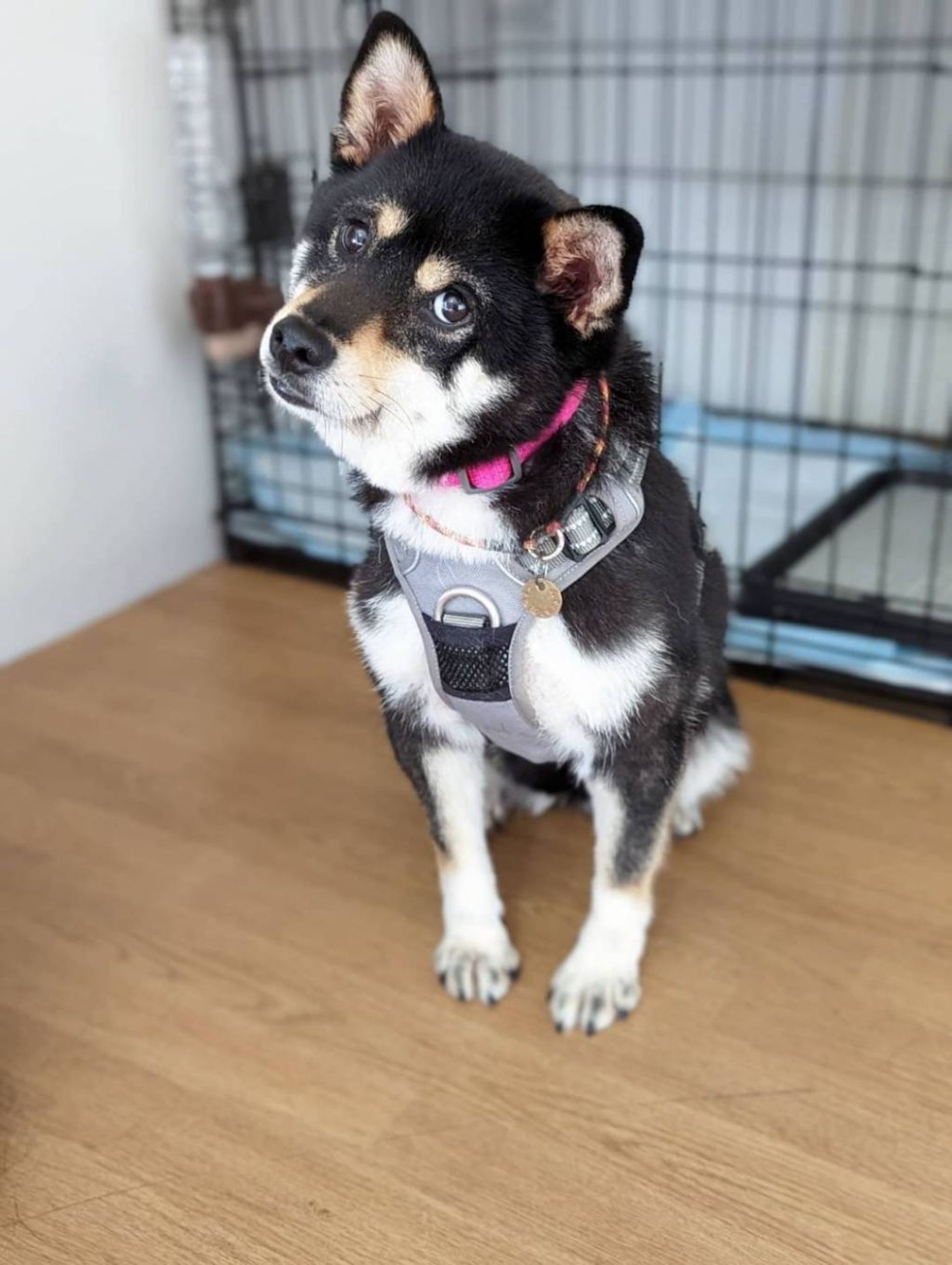 柴犬・メスの里親募集の写真