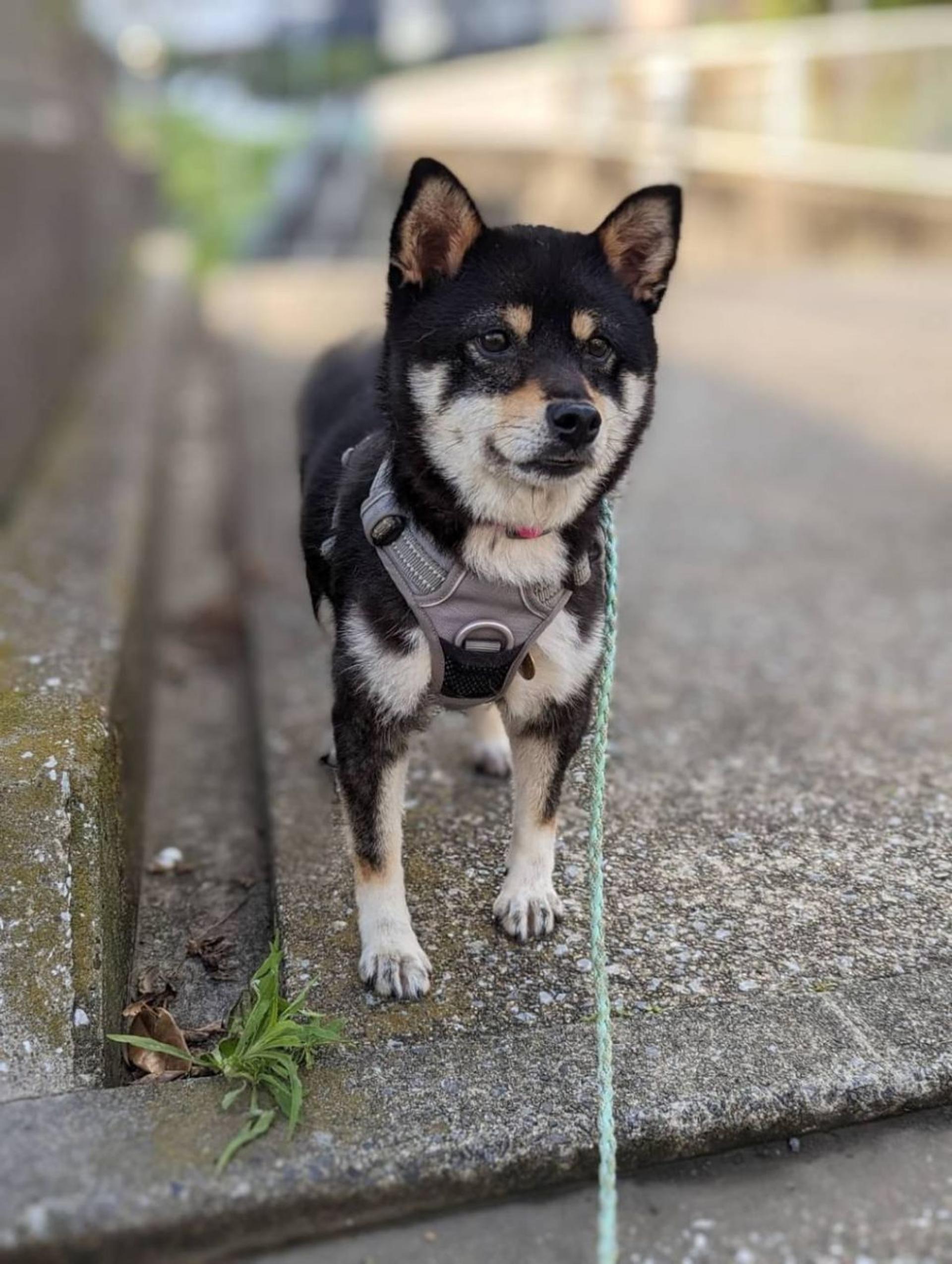 pet-image-2