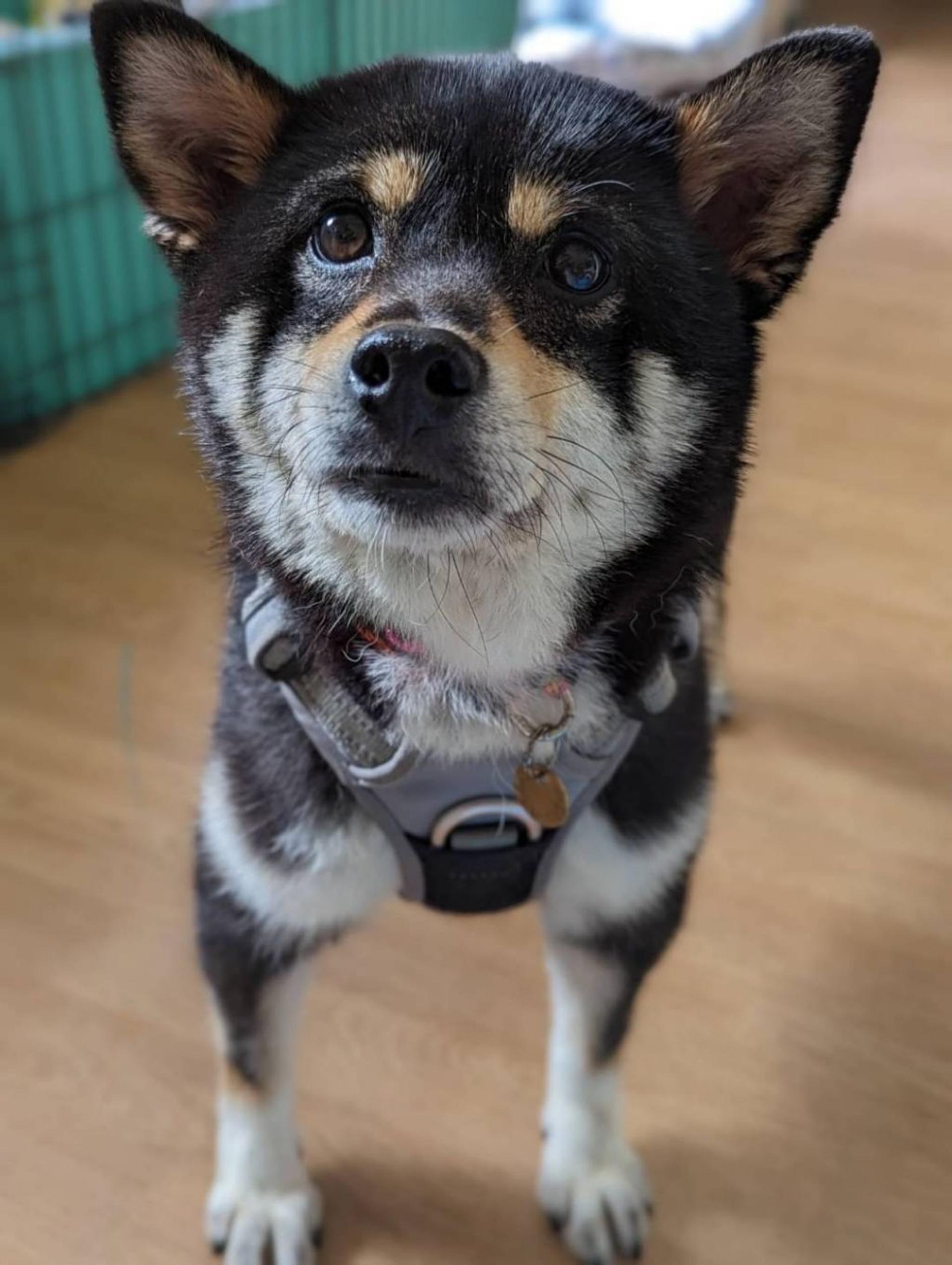 pet-image-3
