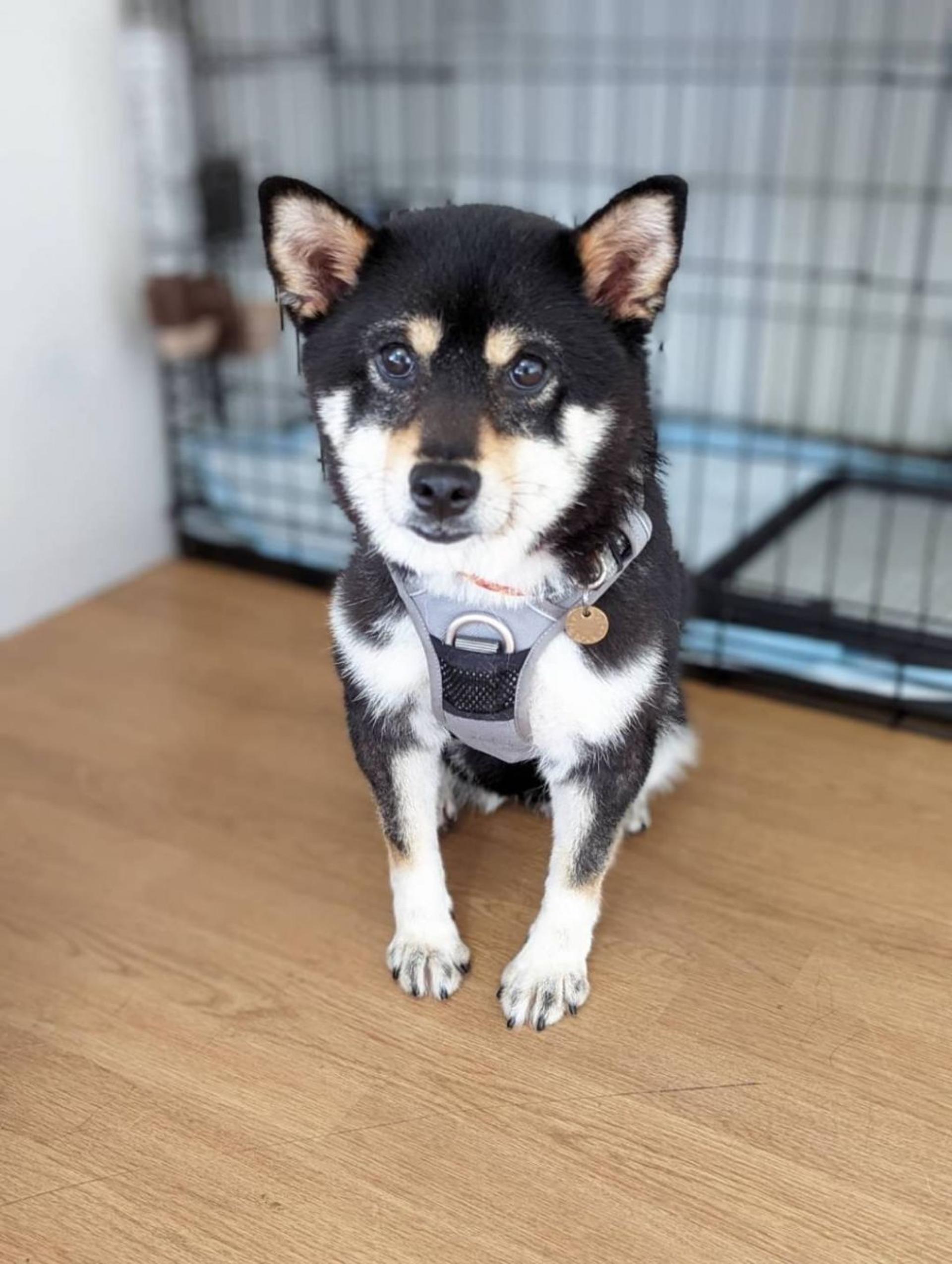 pet-image-4