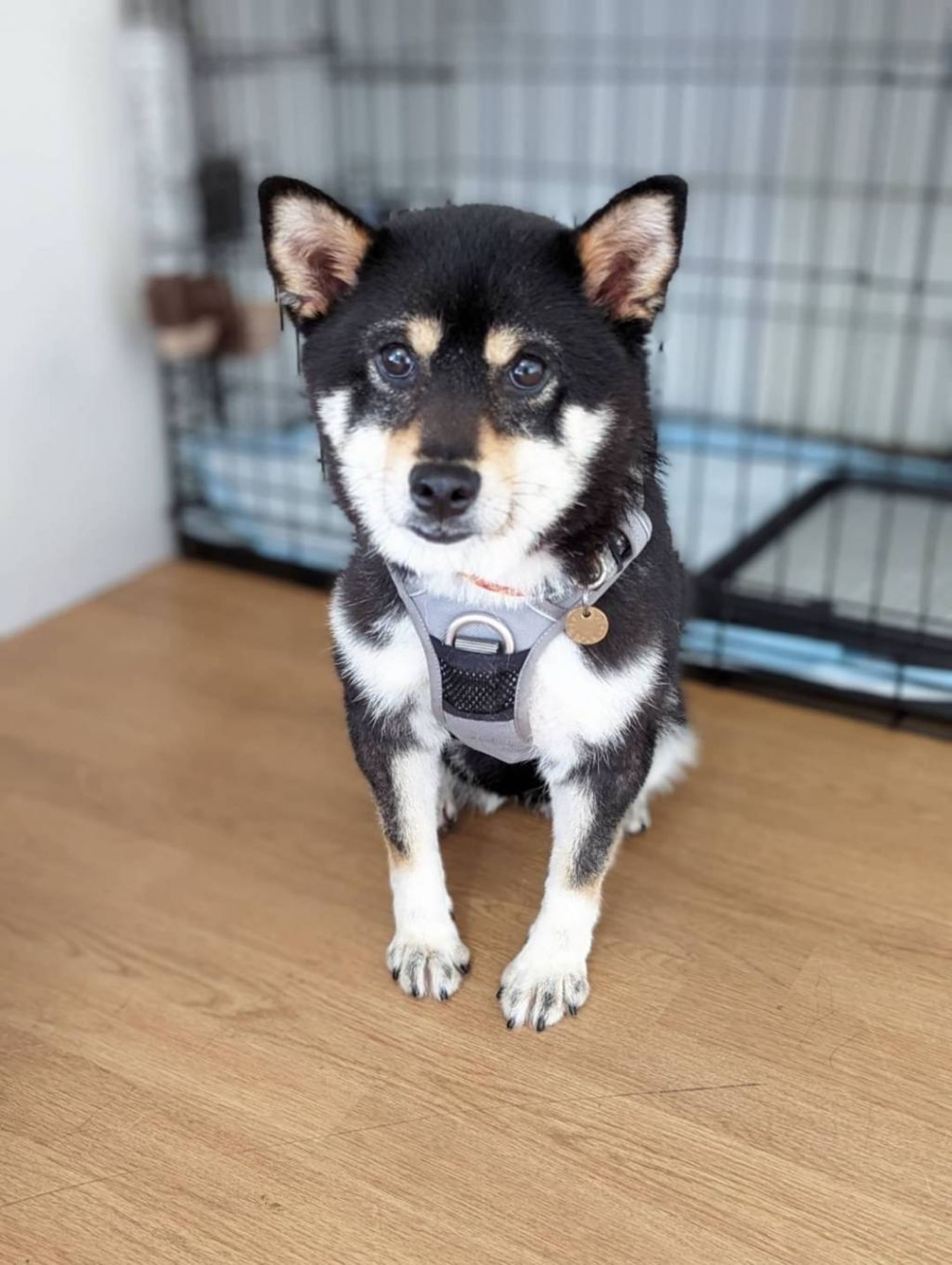 pet-image-4