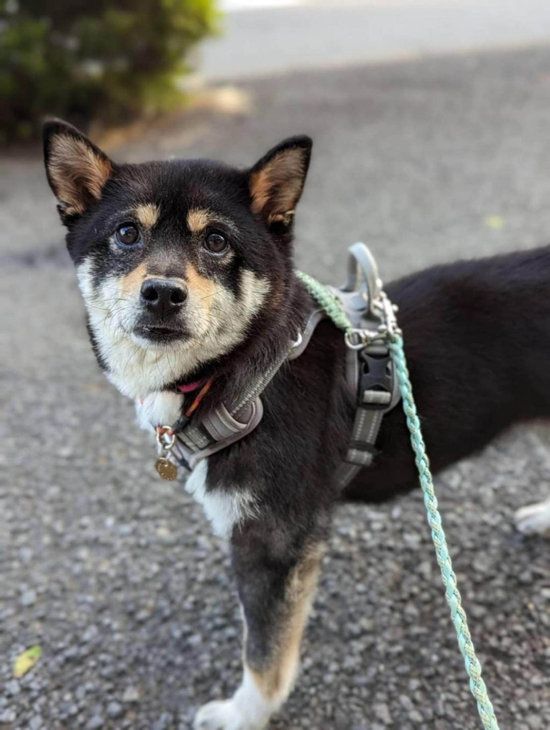pet-image-5