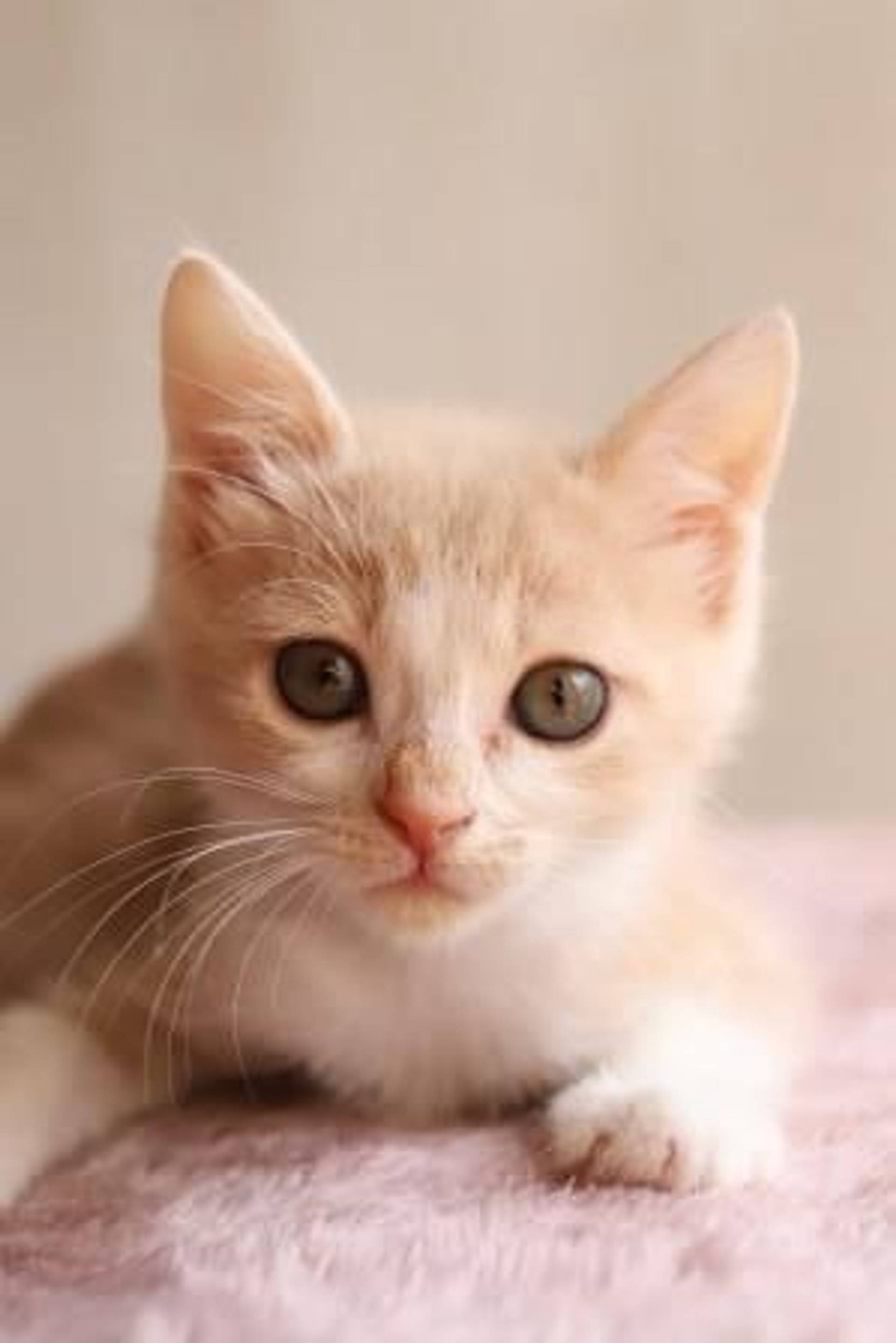 雑種（ミックス猫）・メスの里親募集の写真