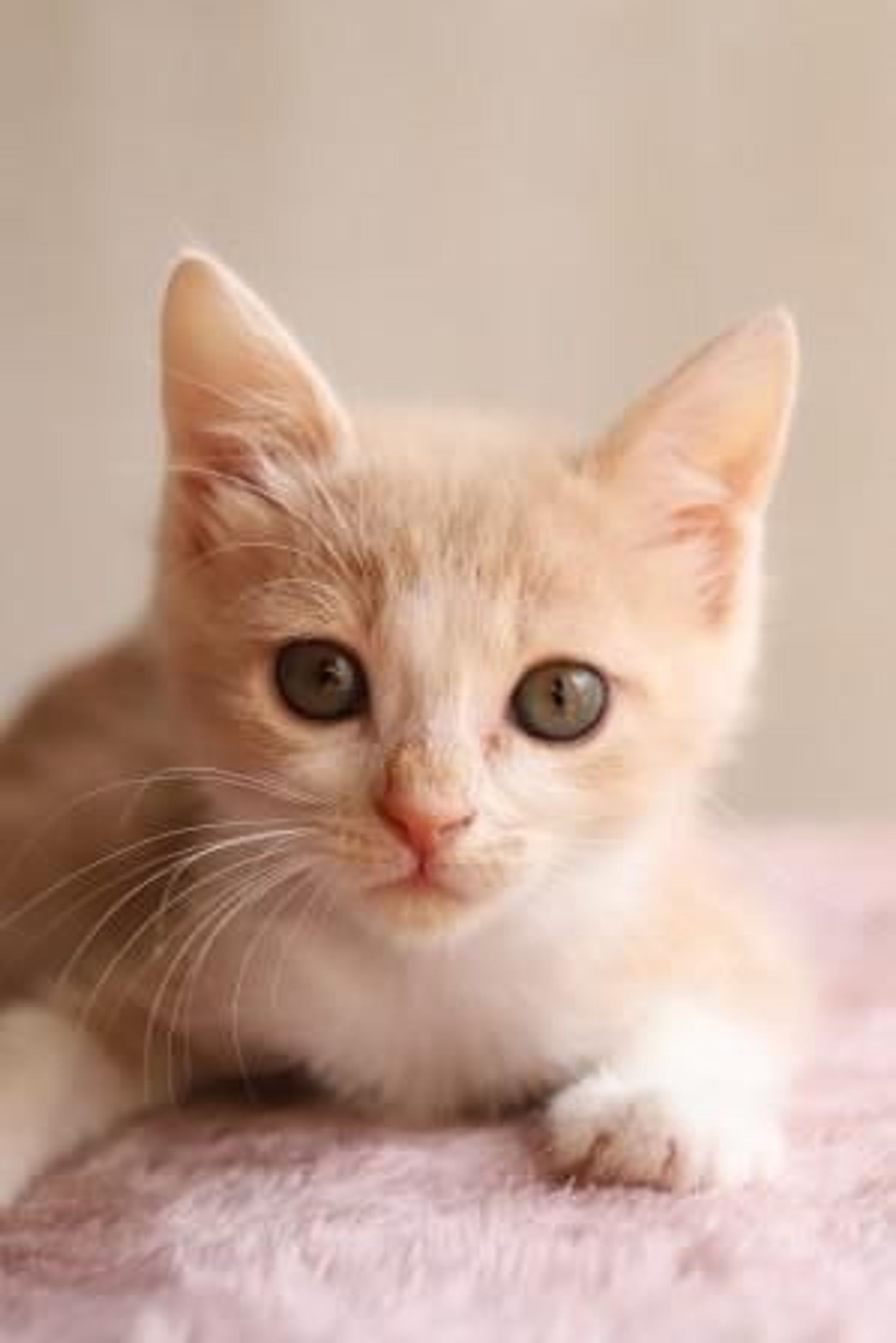雑種（ミックス猫）・メスの里親募集の写真
