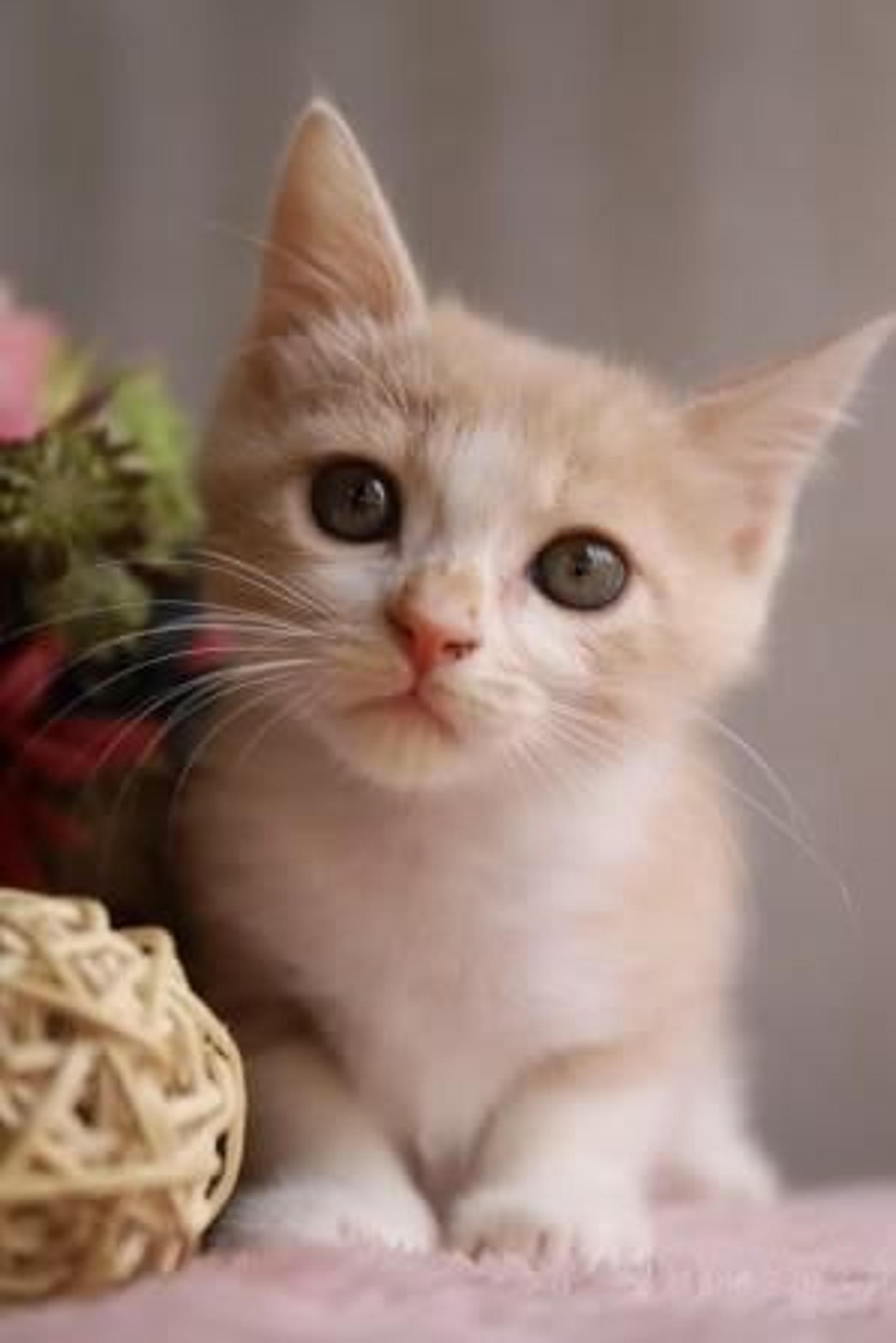 pet-image-3