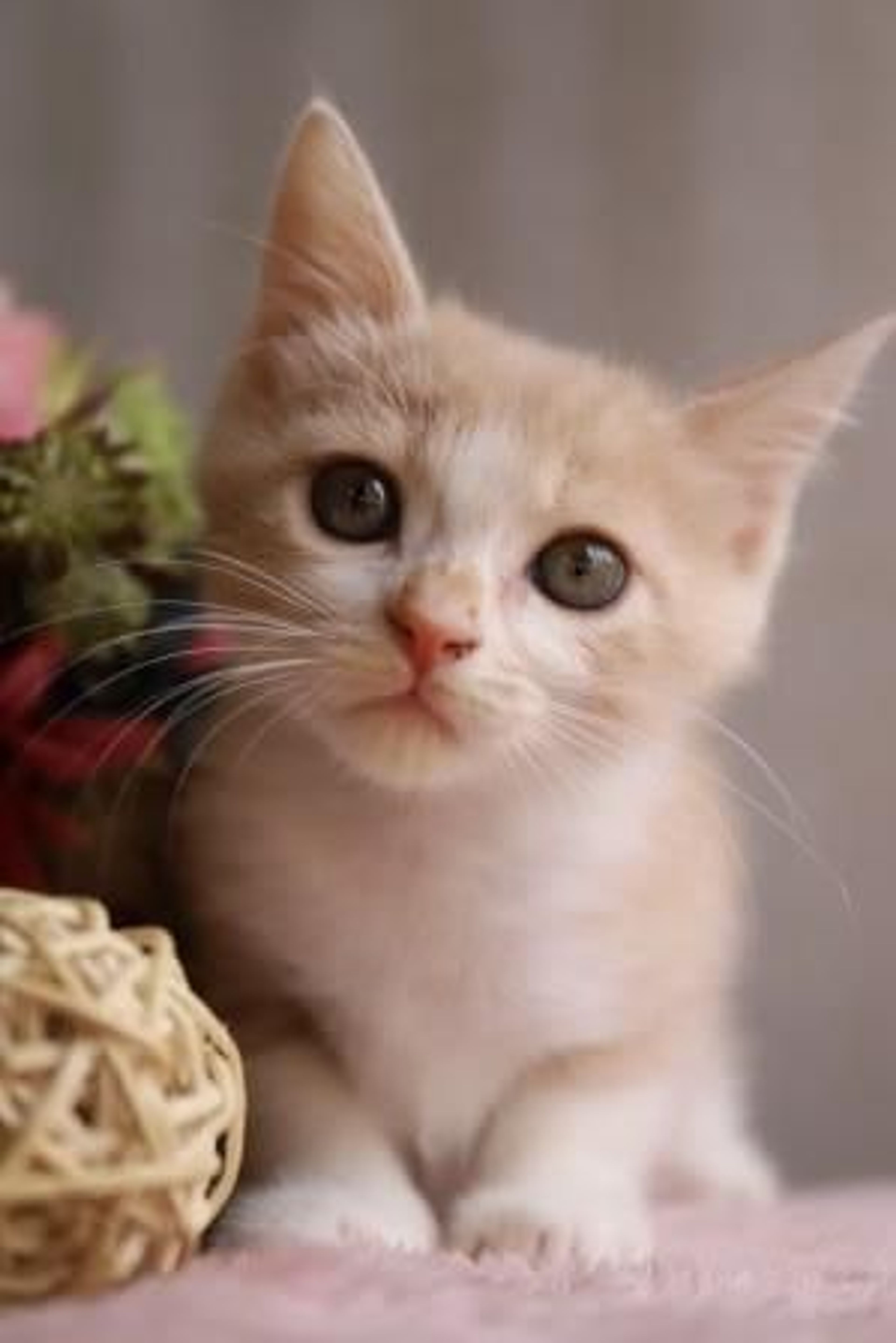 pet-image-3
