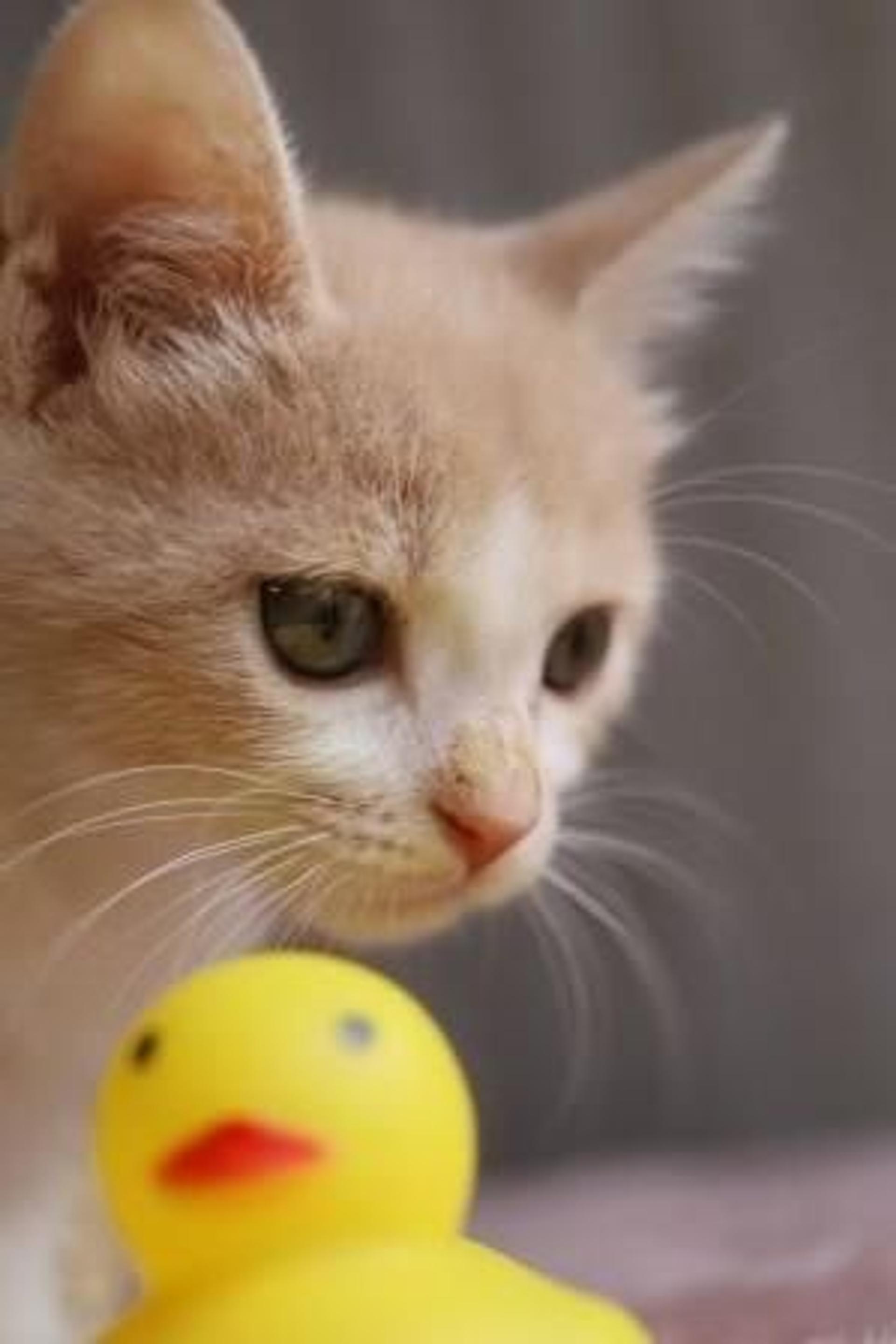 pet-image-4