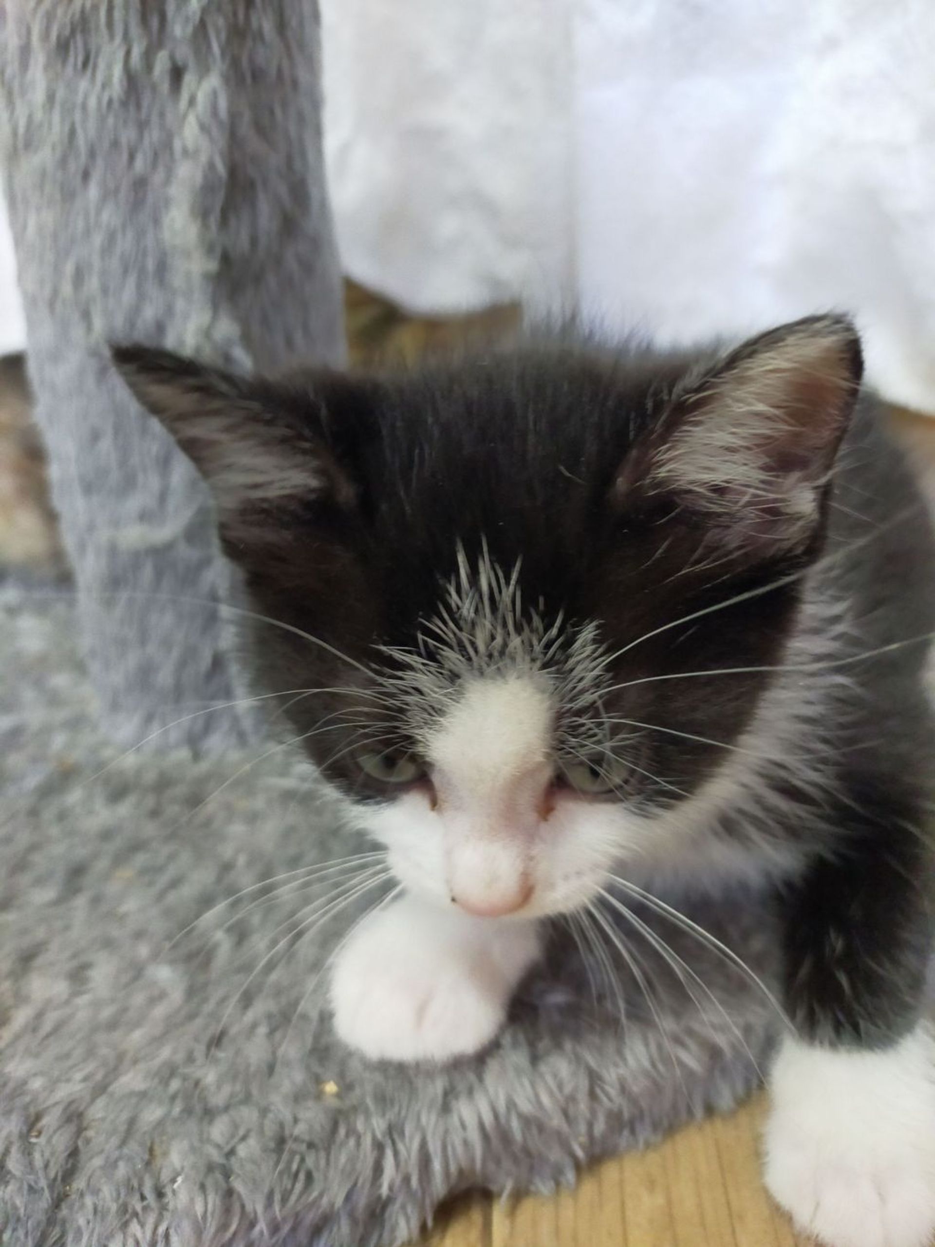 雑種（ミックス猫）・オスの里親募集の写真