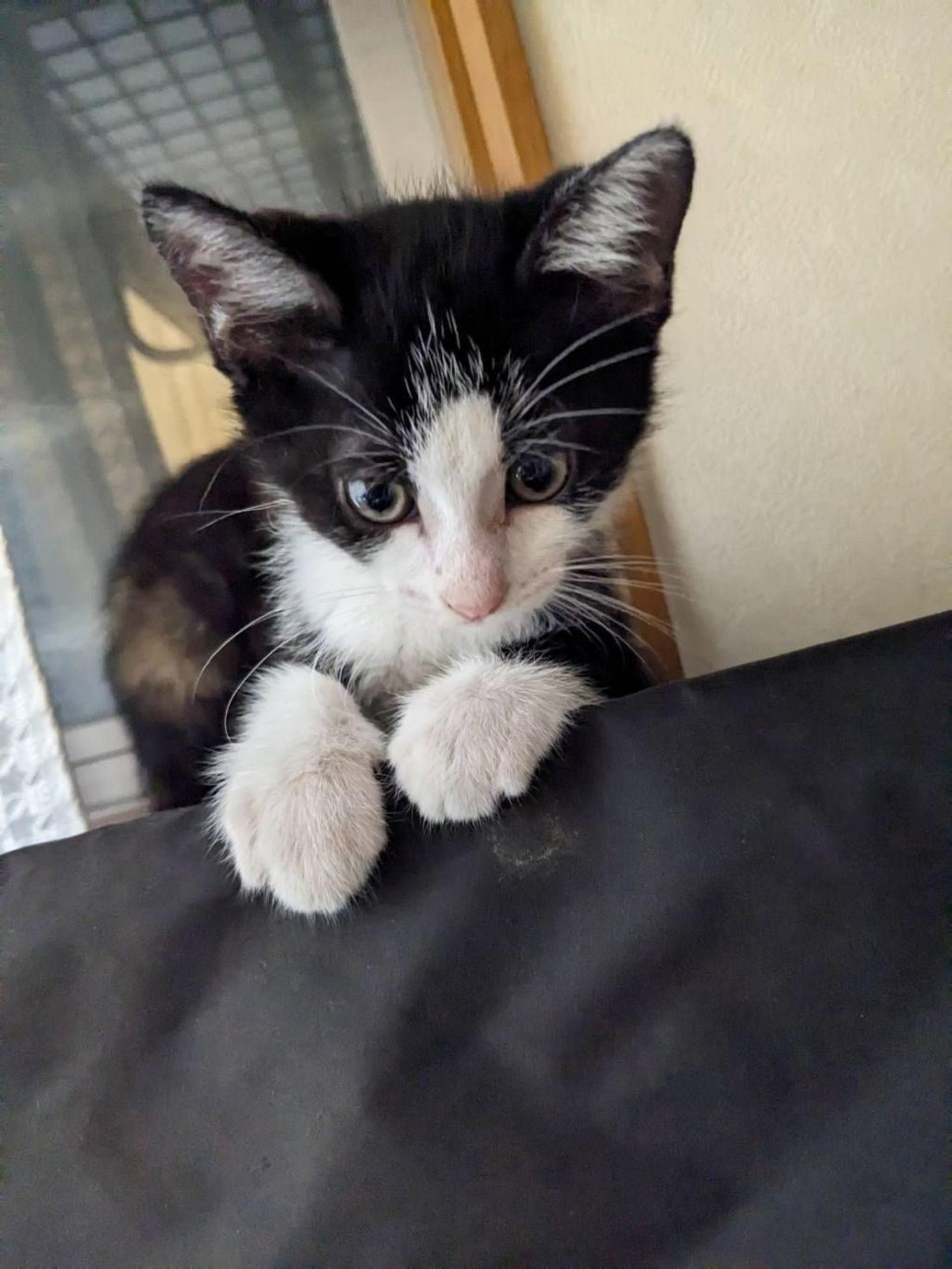 pet-image-2
