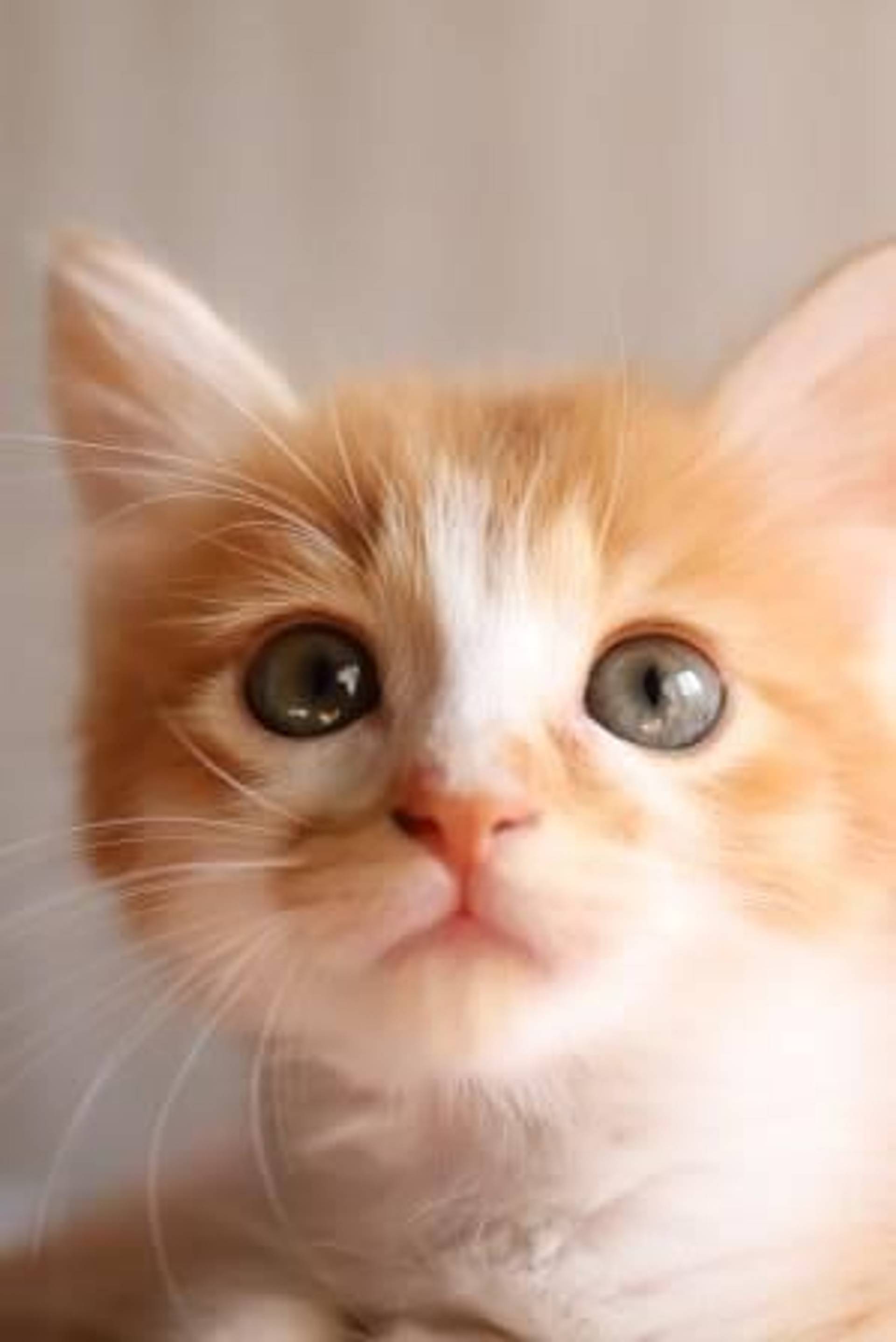 雑種（ミックス猫）・メスの里親募集の写真