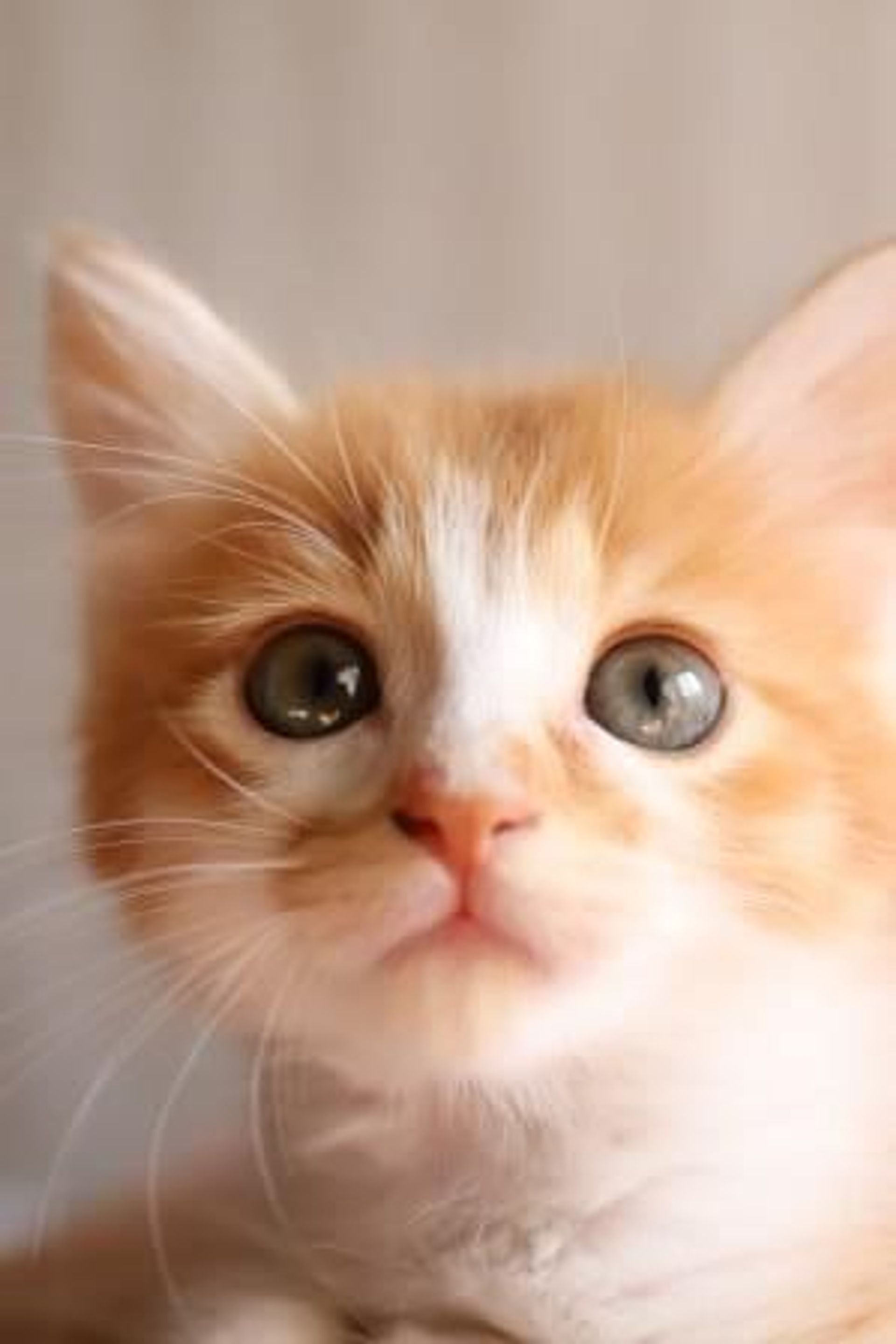 雑種（ミックス猫）・メスの里親募集の写真