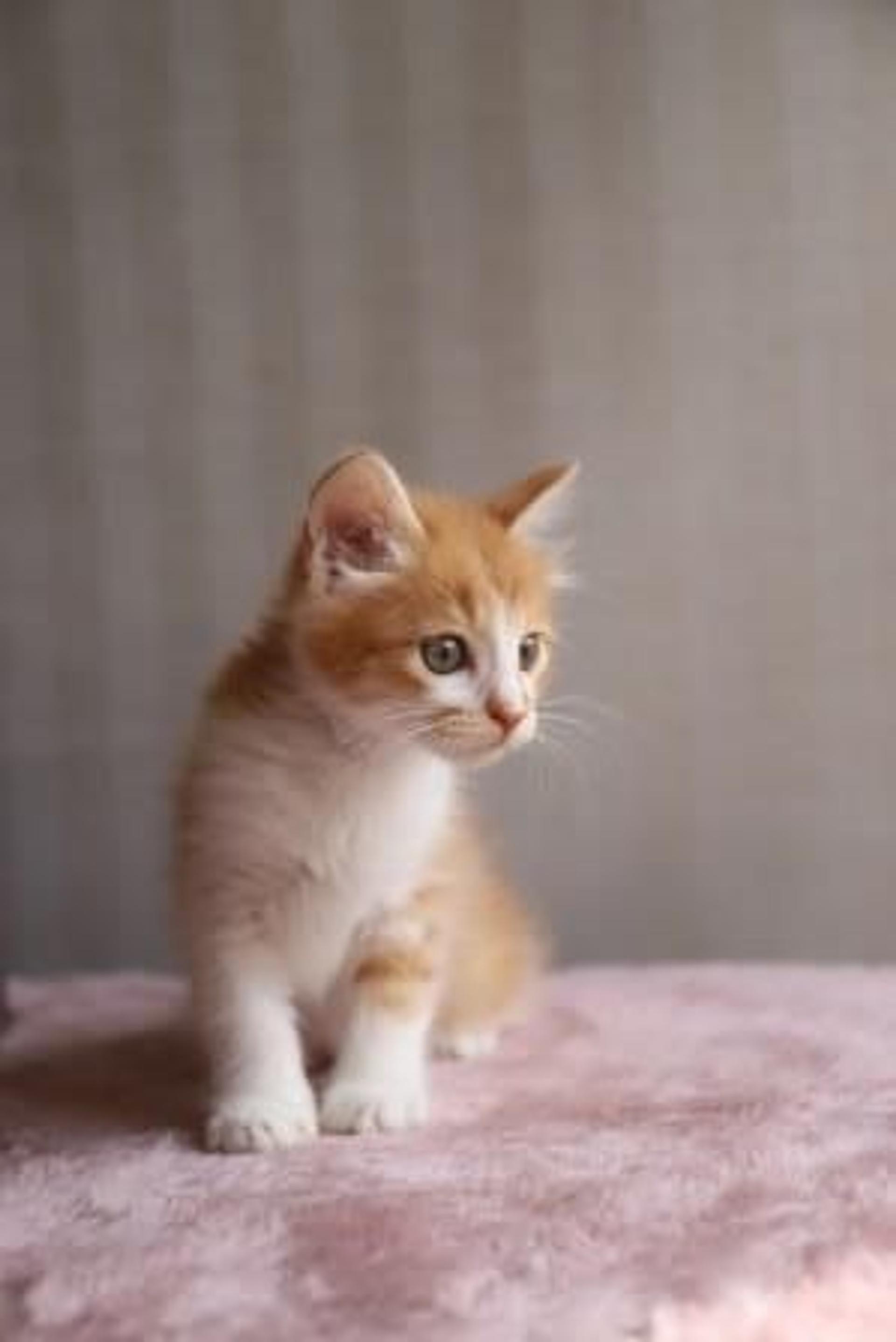 pet-image-4