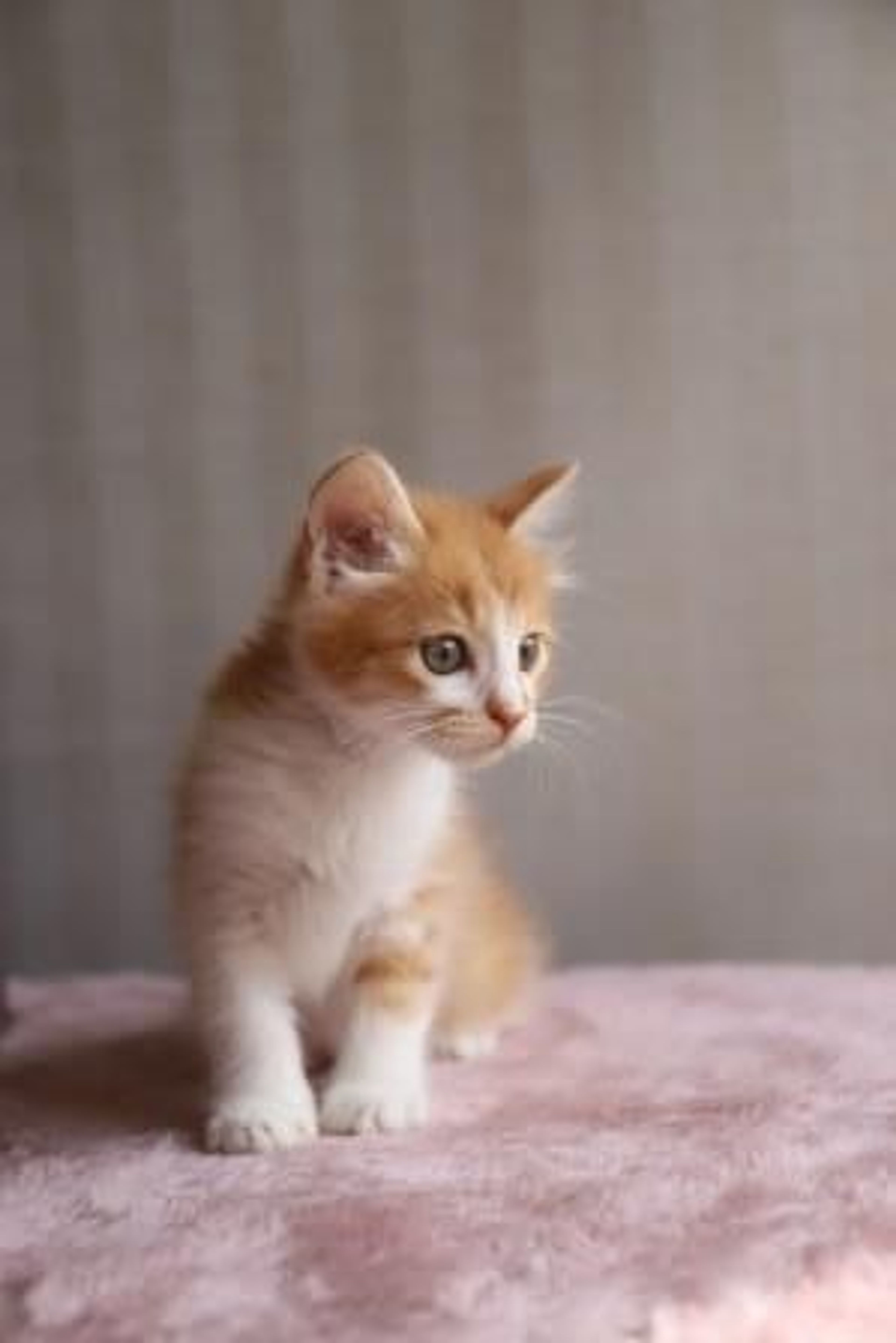 pet-image-4