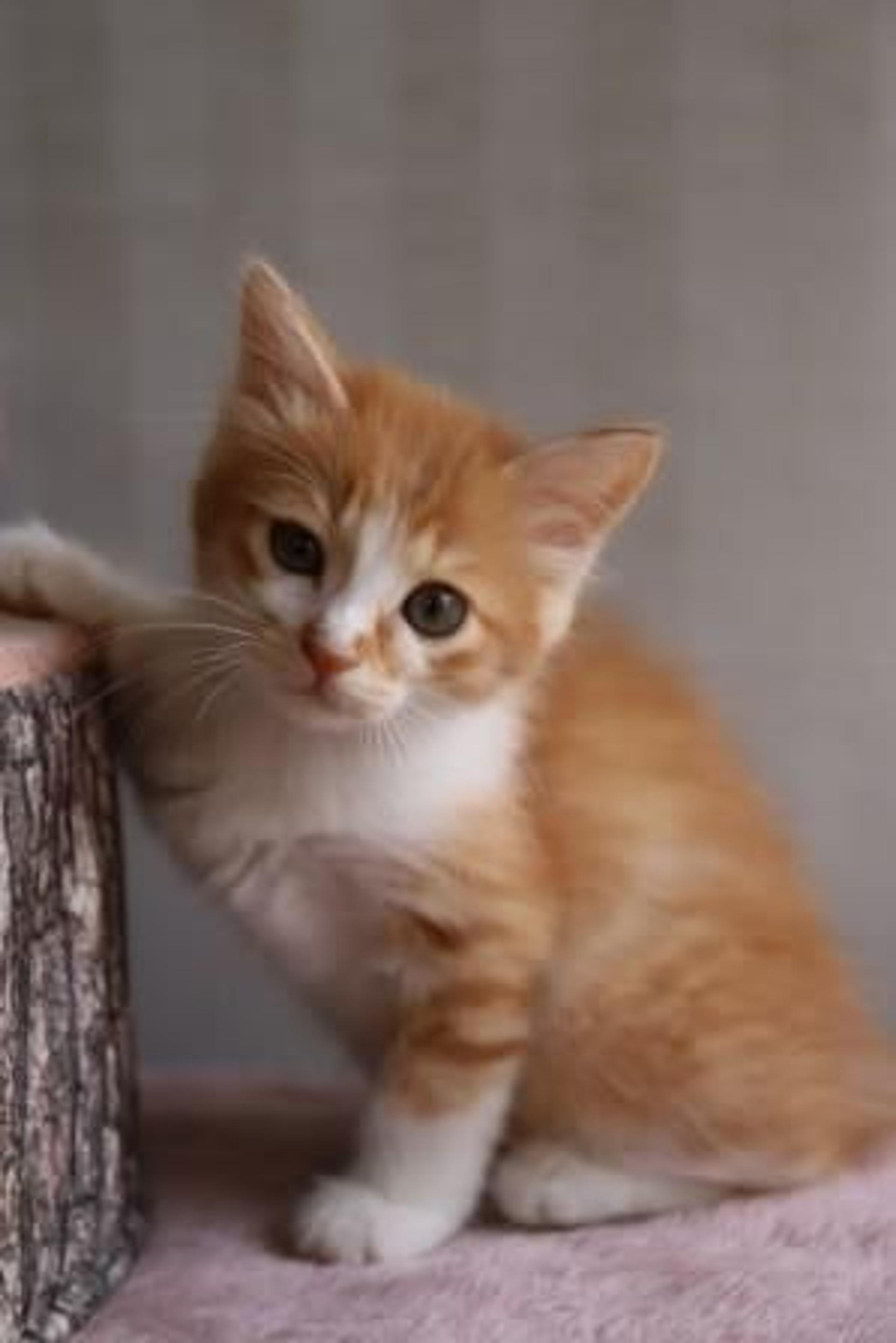 pet-image-5