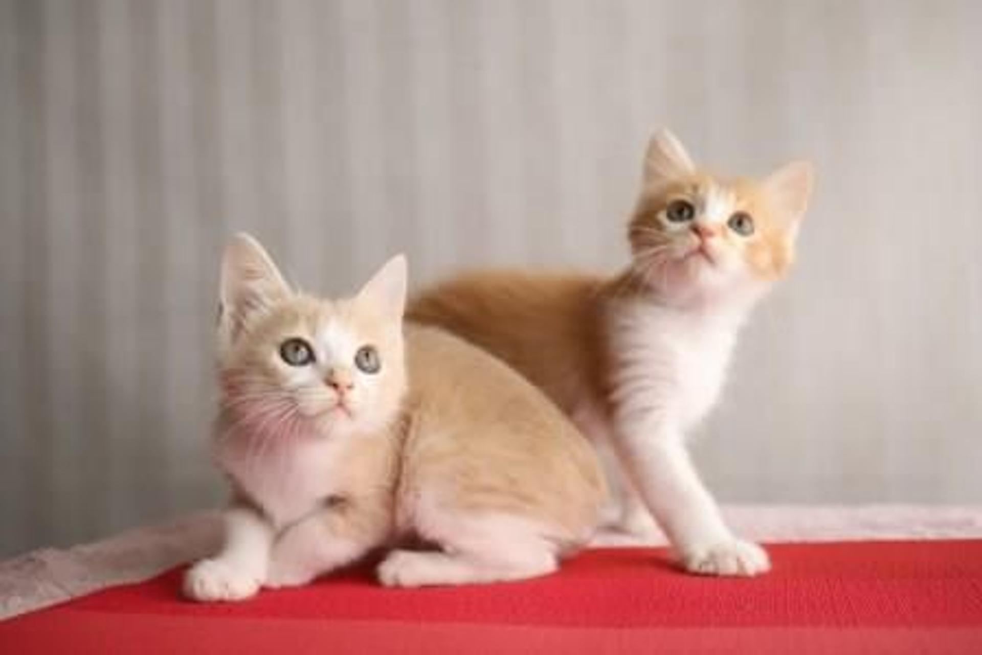 pet-image-7