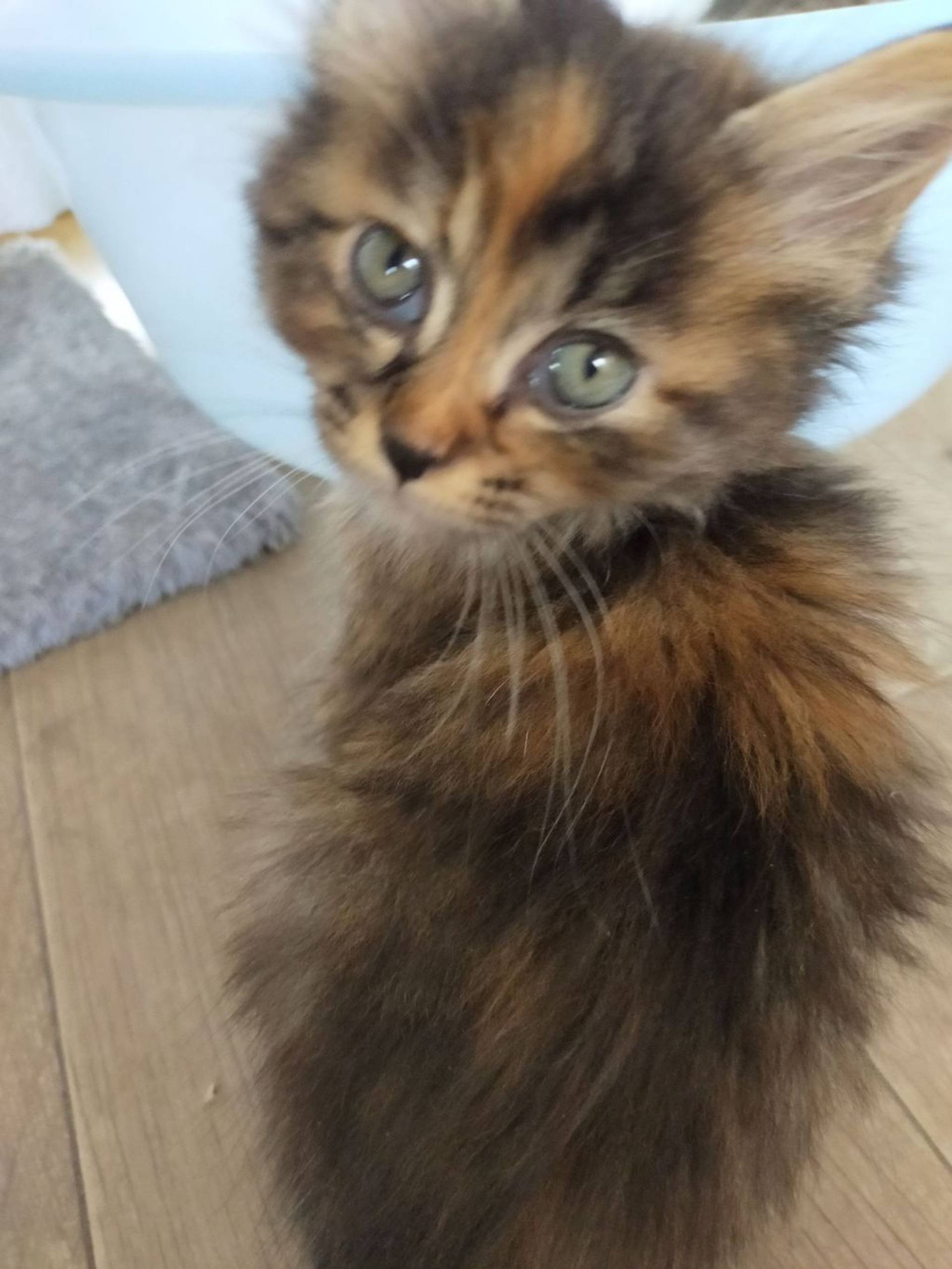 雑種（ミックス猫）・メスの里親募集の写真